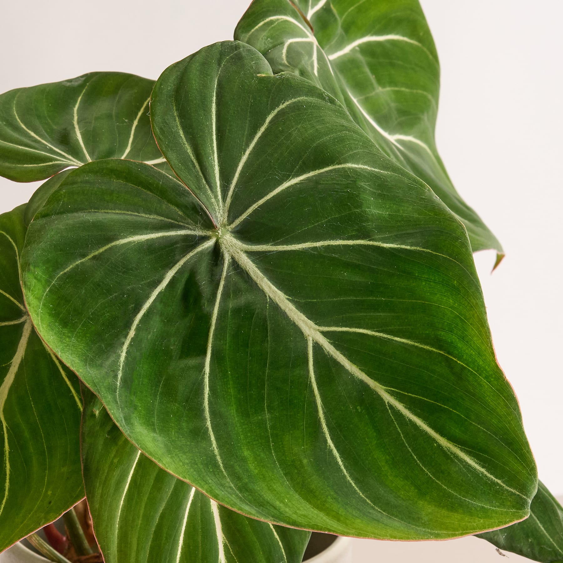 Philodendron 'Gloriosum' 