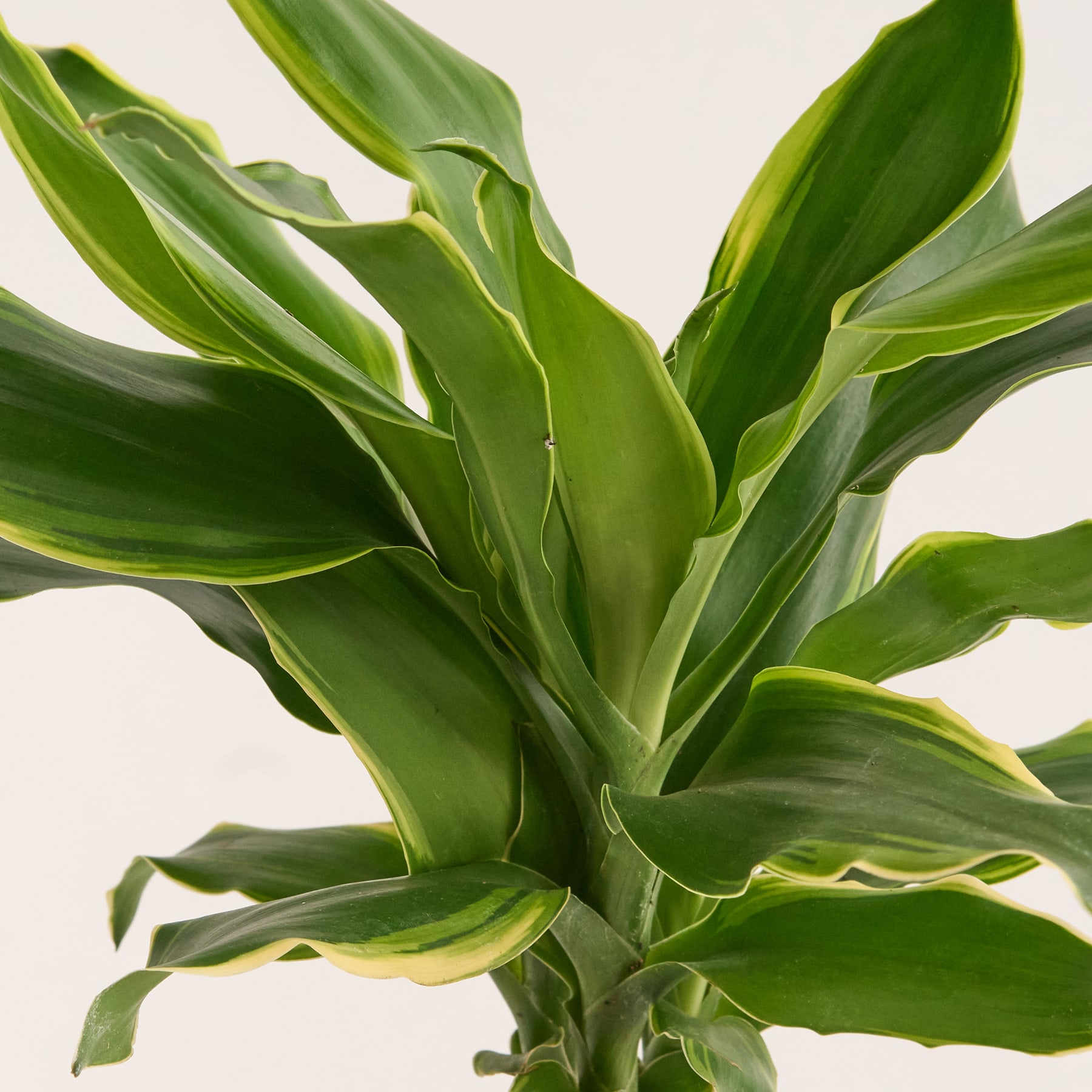 Drachenbaum 'Gold Coast' M