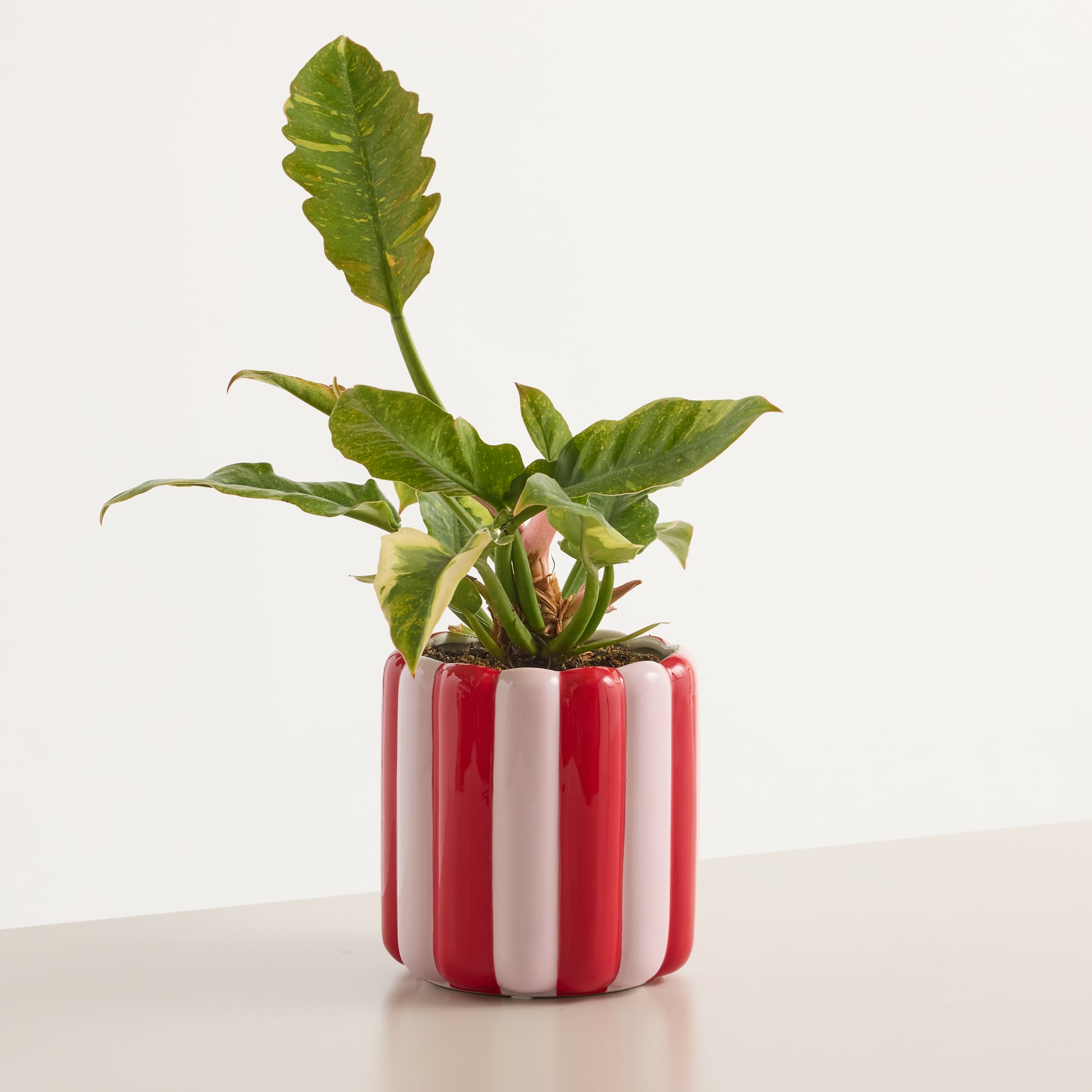 Eine rot-weiß gestreifte Keramikvase oder ein Behälter steht auf einem schlichten weißen Hintergrund.