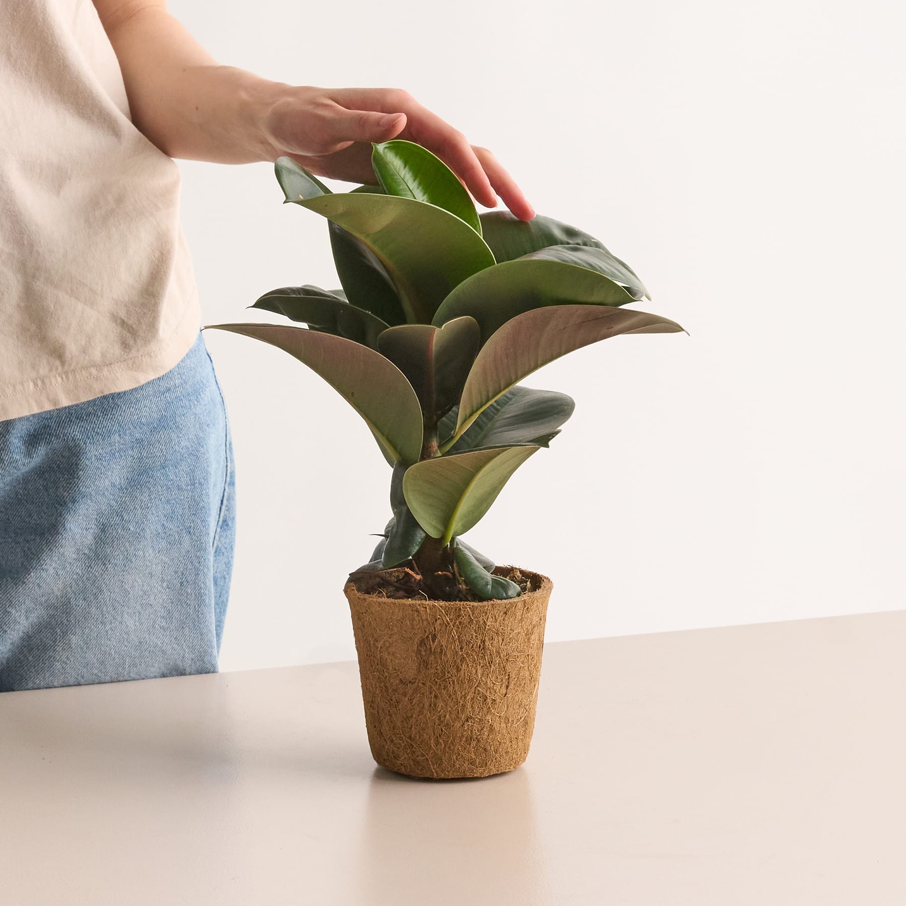 Ficus 'Elastica Decora' - plastikfrei
