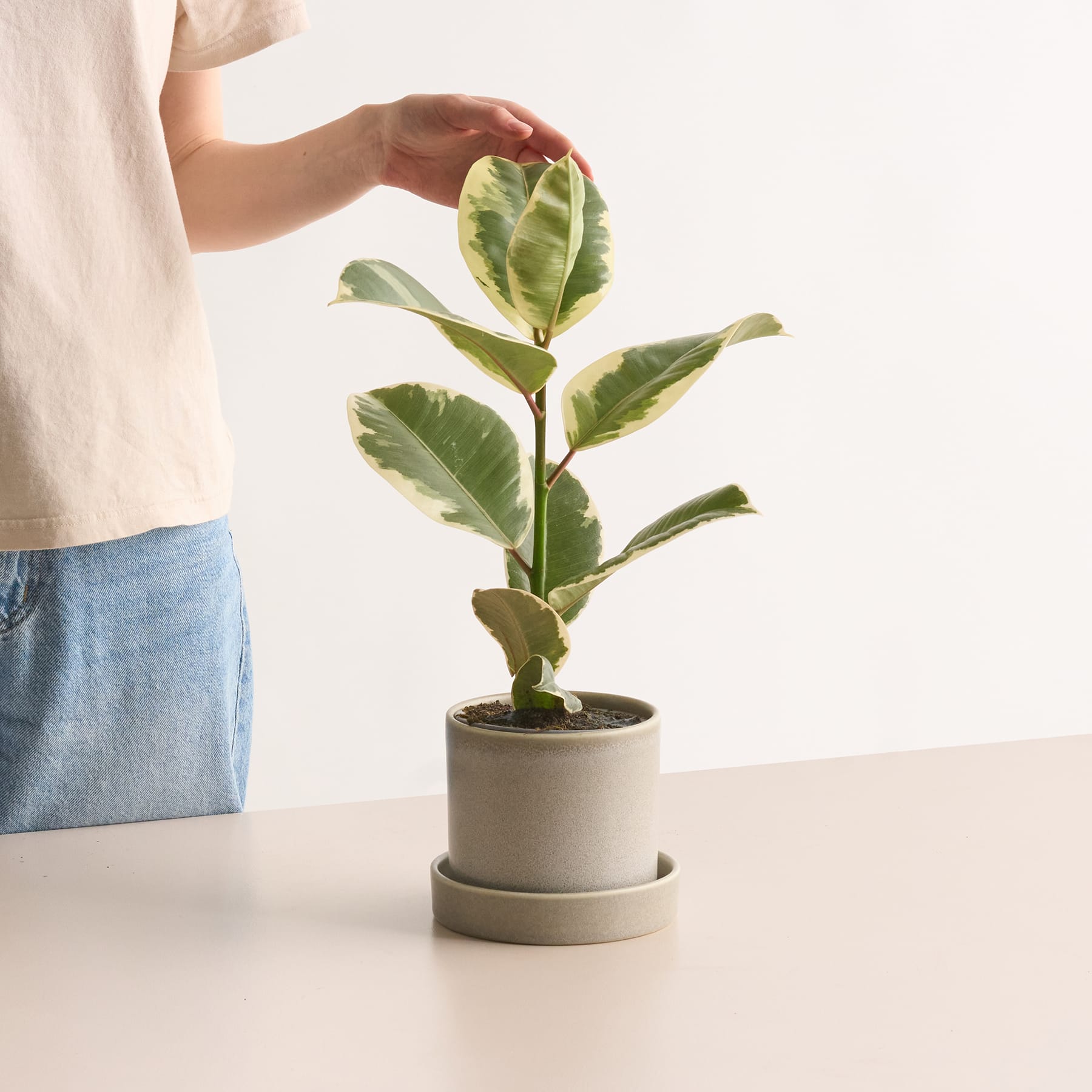 Ficus 'Tineke' XS
