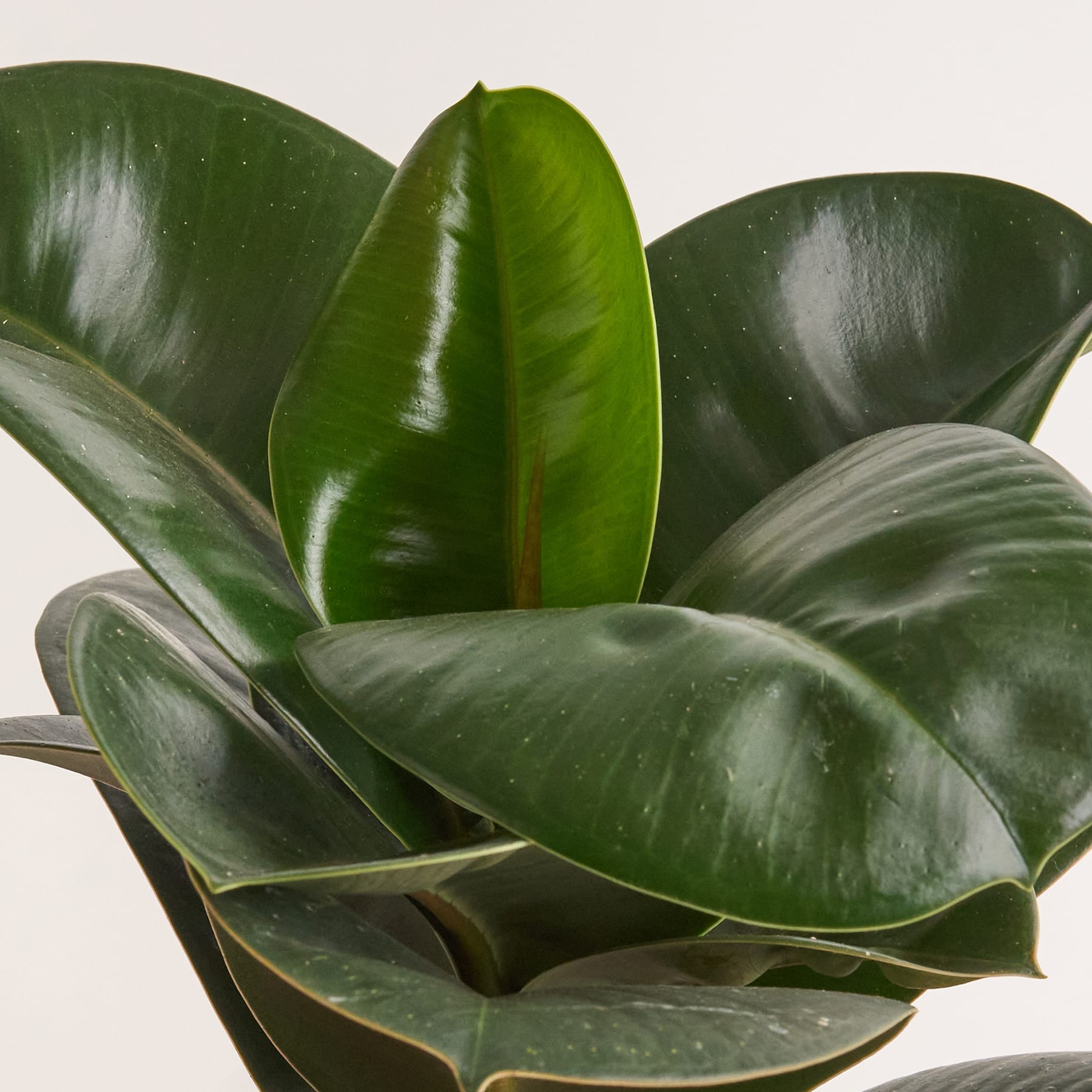 Ficus 'Elastica Decora' - plastikfrei