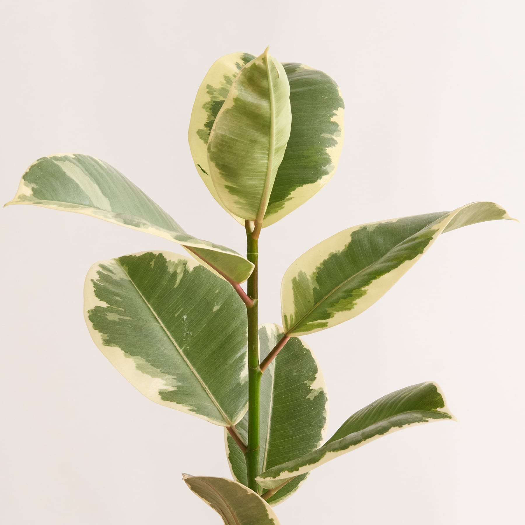 Ficus 'Tineke' XS