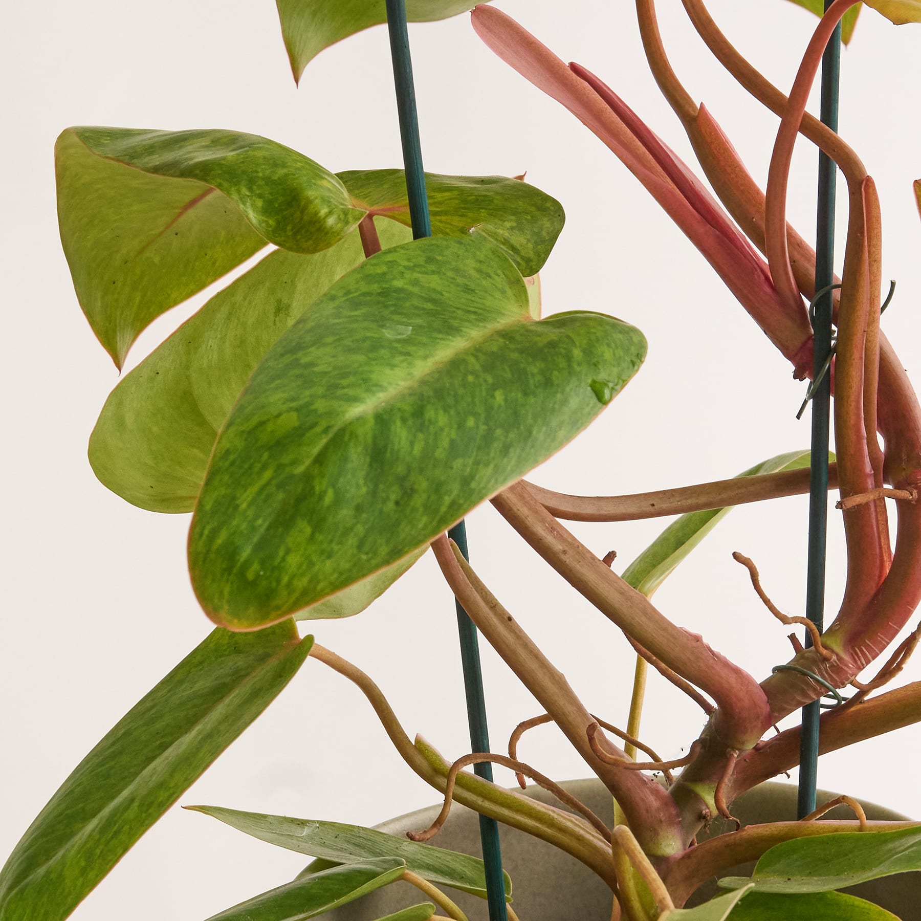 Philodendron 'Painted Lady'