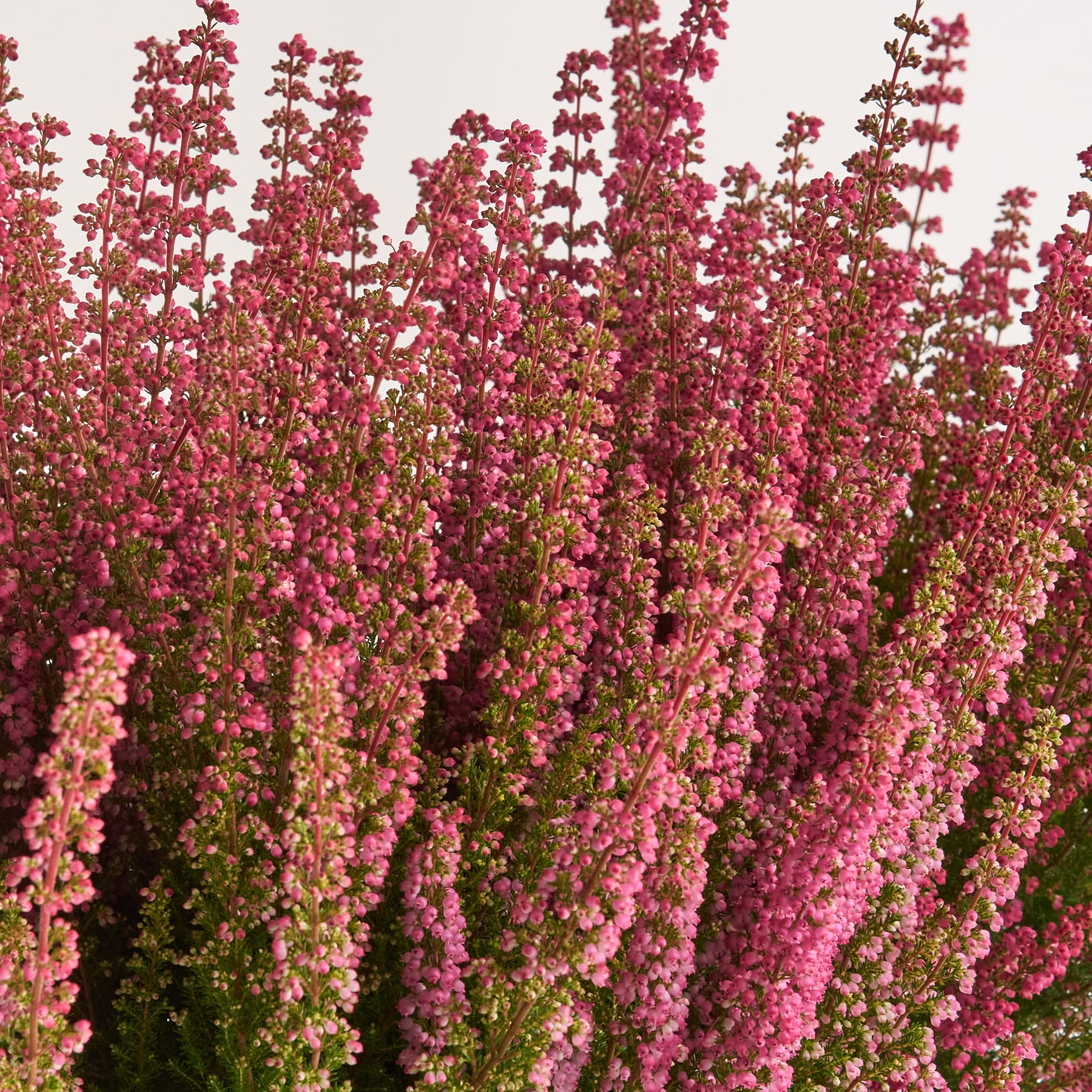 Glockenheide 'Beauty Queens' Rot - 3 Stück