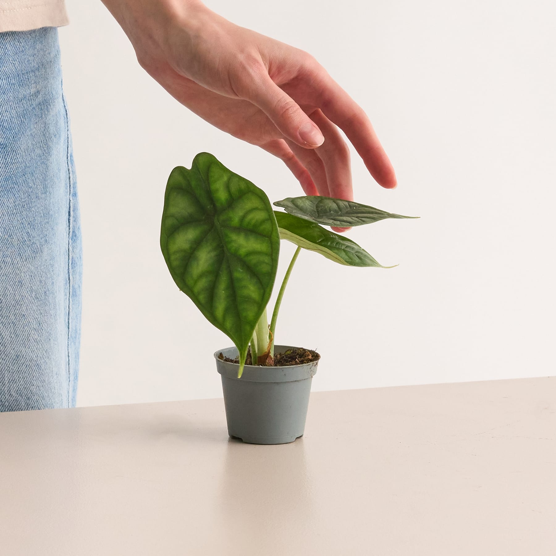 Alocasia 'Dragon Scale'