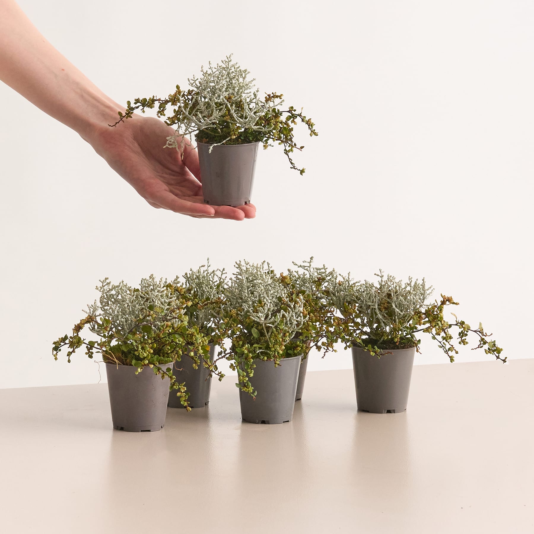 Panaschierter Herbst Mix - Muehlenbeckia, Stacheldraht - 6 Stück