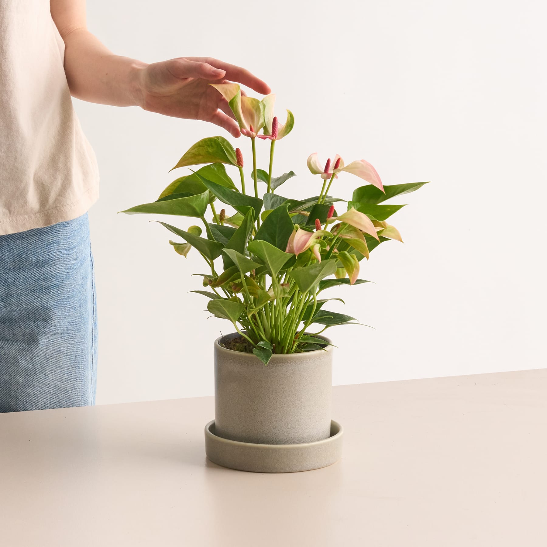 Zweifarbige Flamingoblume 'Matata' M