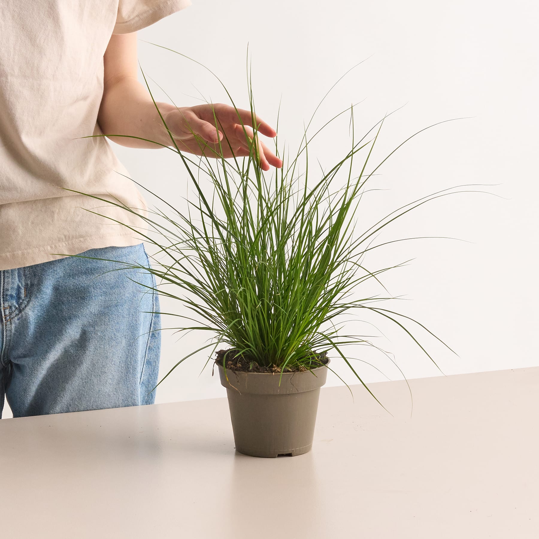 Carex brunnea 'Racing Green'