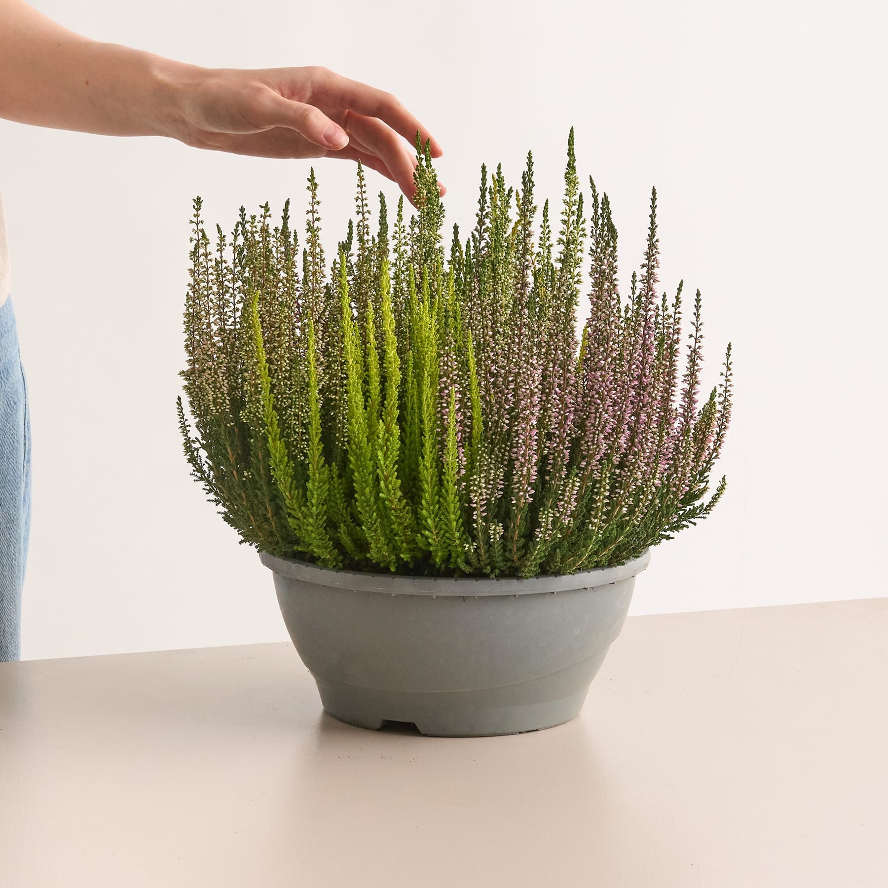 Mehrfarbige Besenheide 'Beauty Lady® Mosaica' M
