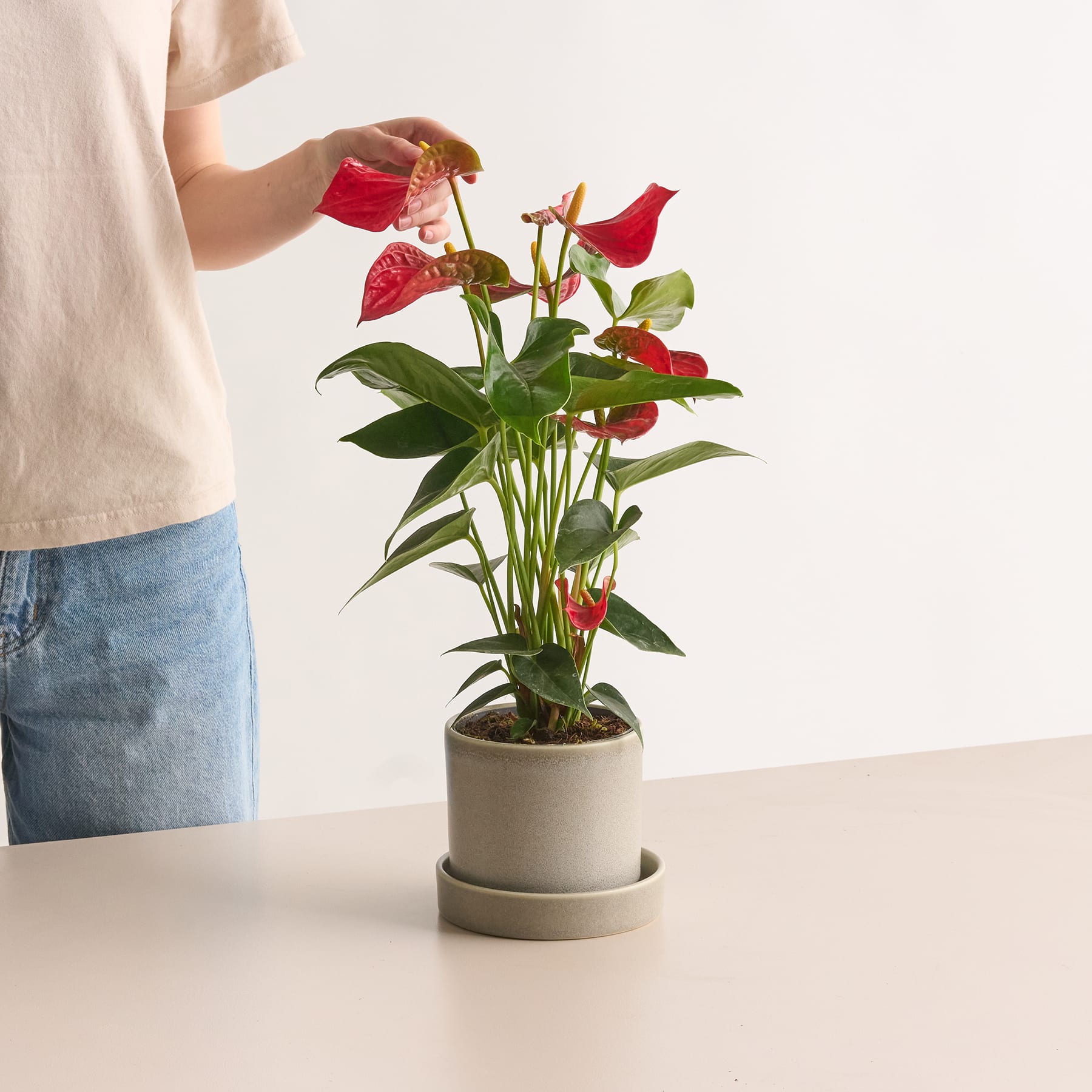 Flamingoblume 'Bambino' M