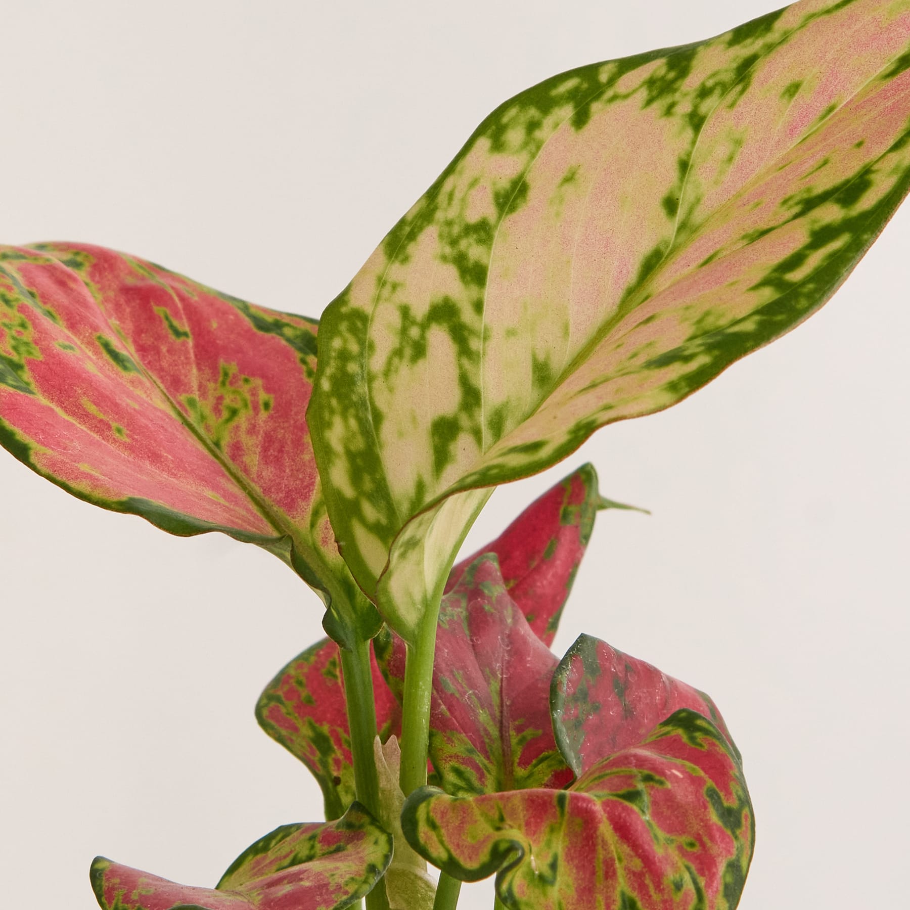 Aglaonema 'Red Zirkon'