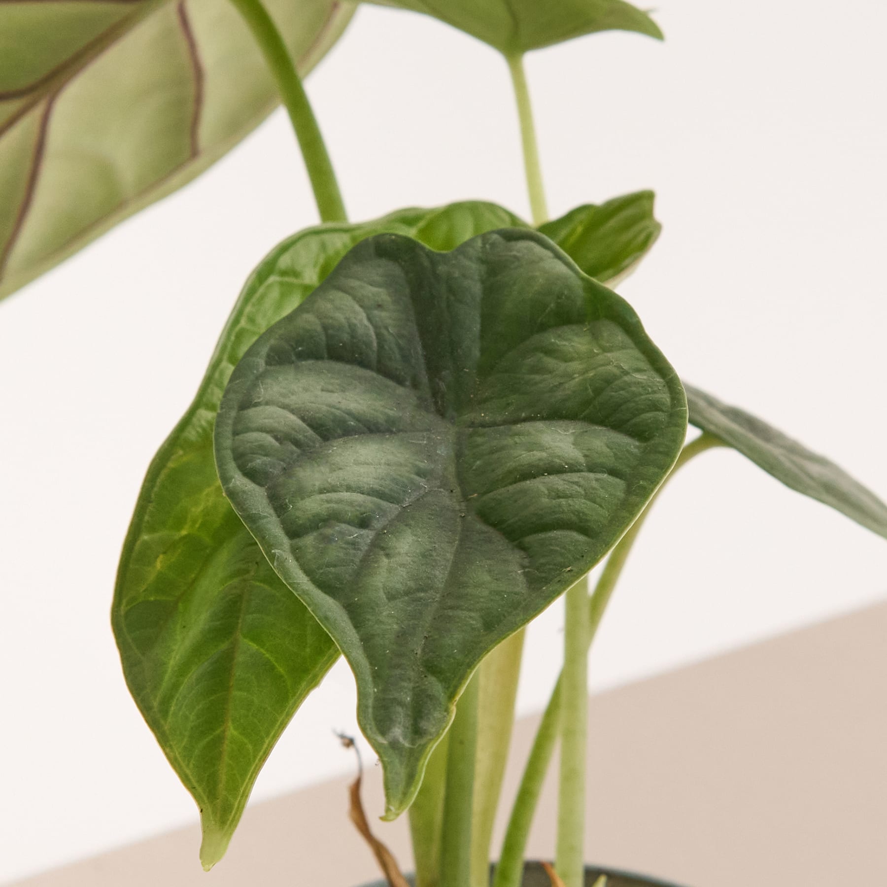 Alocasia 'Dragon Scale'