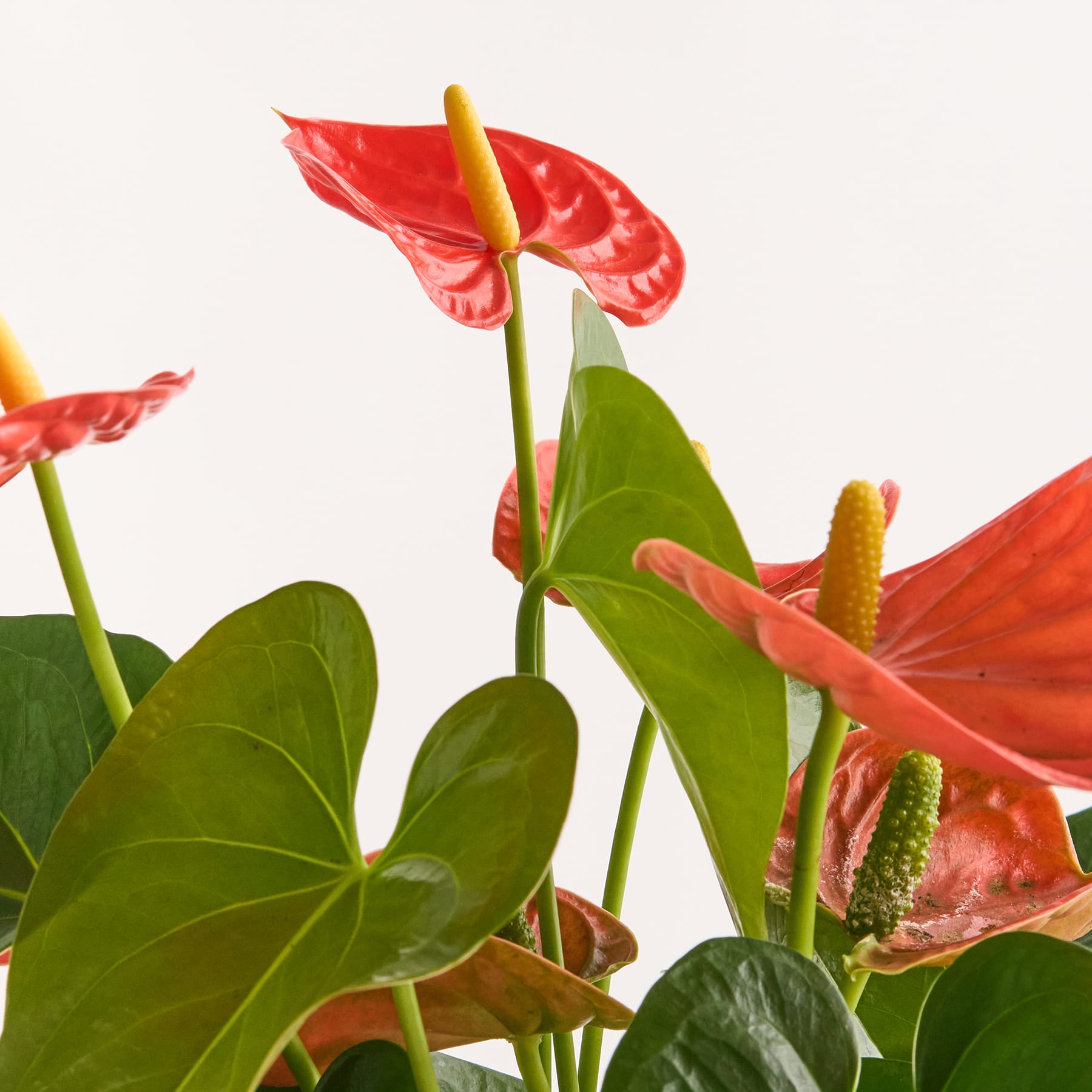Flamingoblume 'Florida'