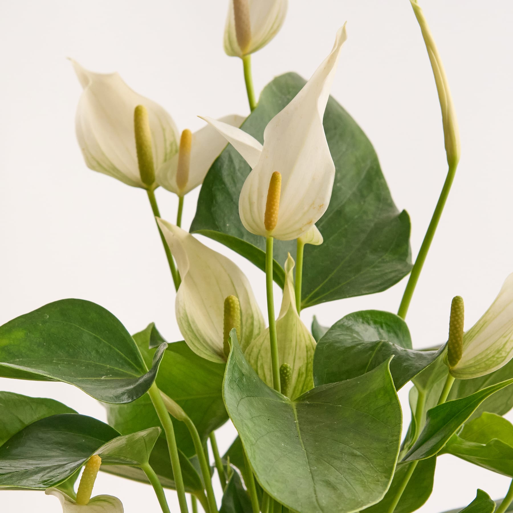 Flamingoblume 'Bandarola Cava'