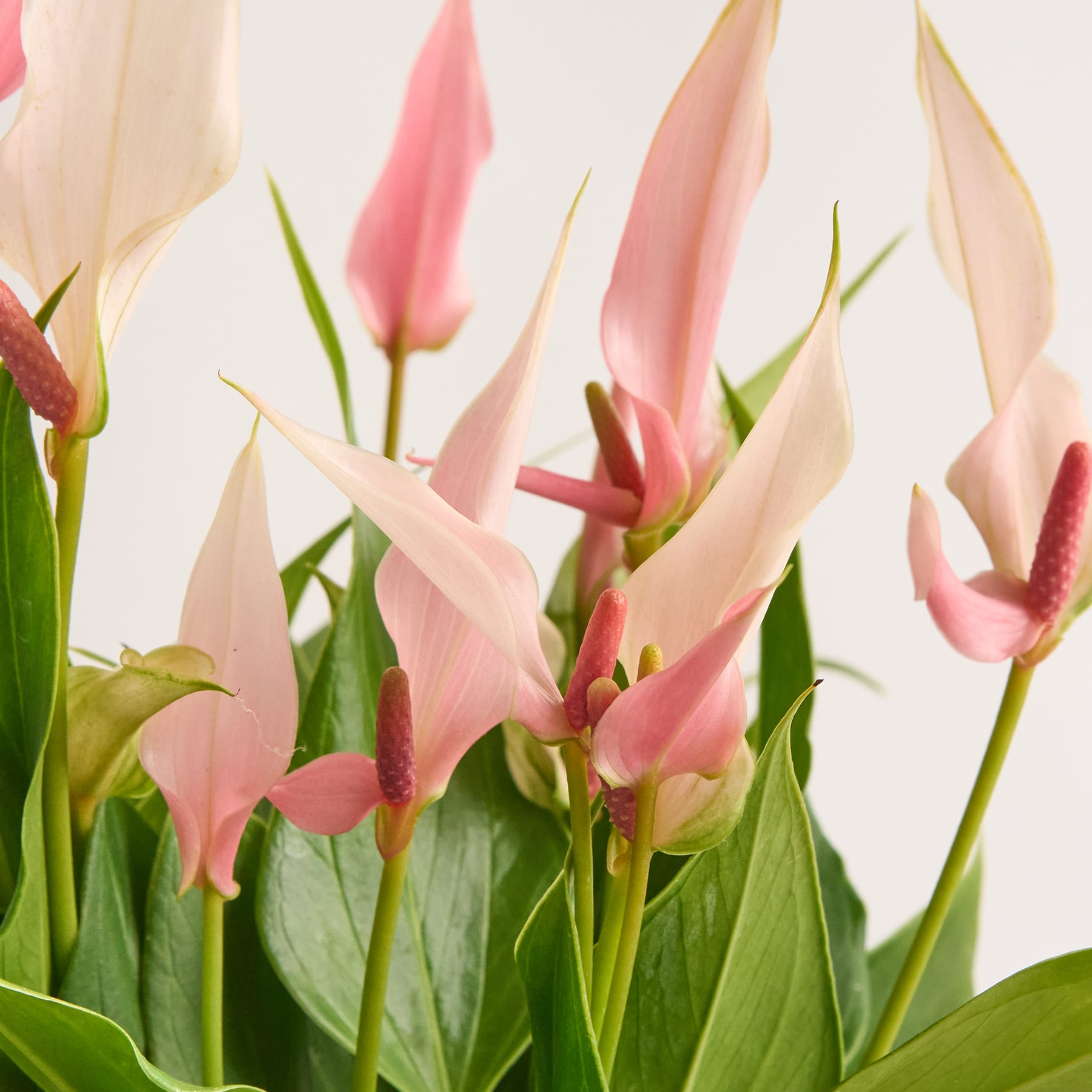 Flamingoblume 'Lilli'