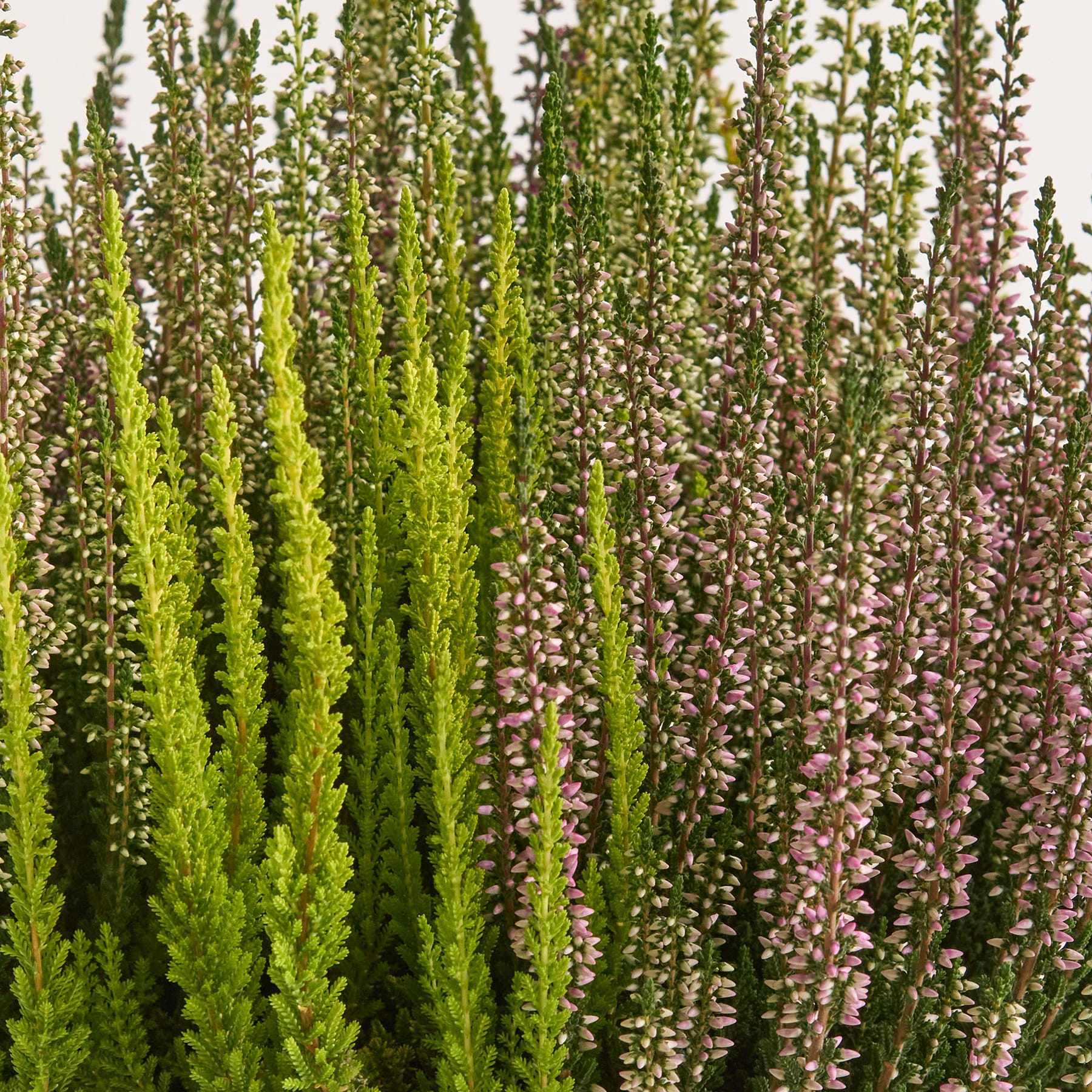 Mehrfarbige Besenheide 'Beauty Lady® Mosaica' M