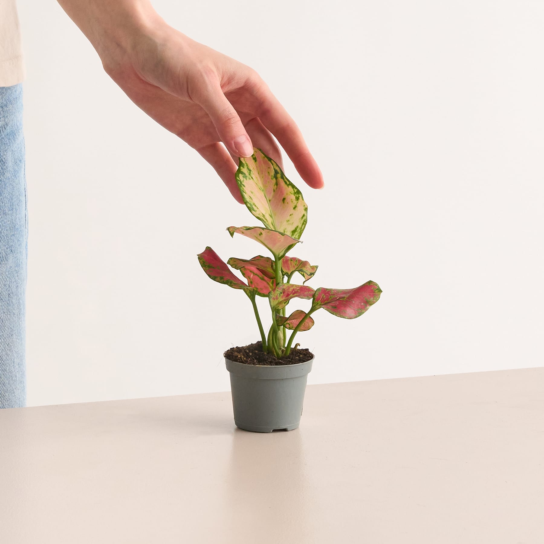 Aglaonema 'Red Zirkon'