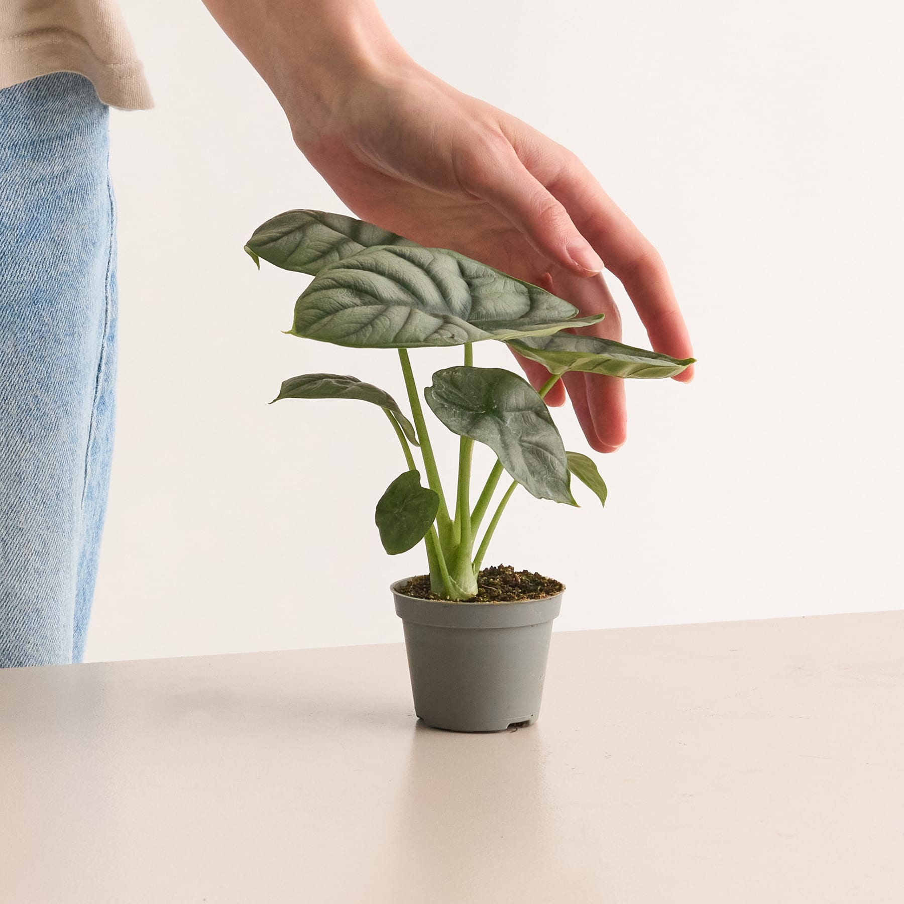 Alocasia 'Silver Dragon' XS