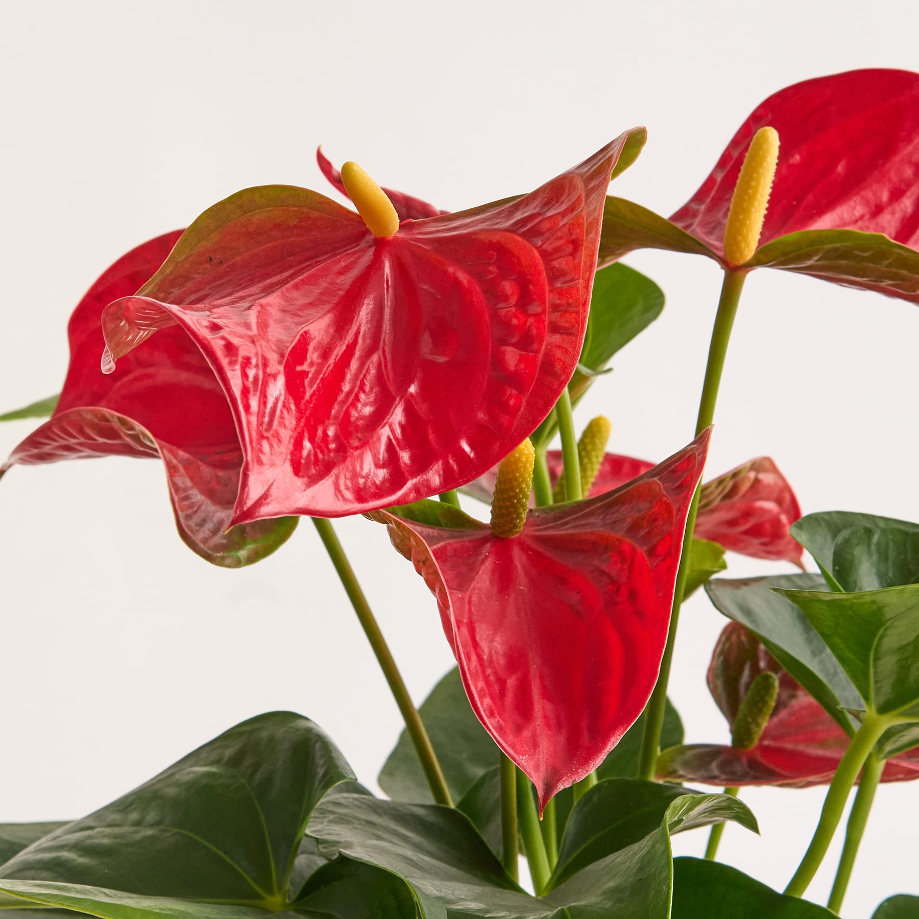 Flamingoblume 'Bambino' M