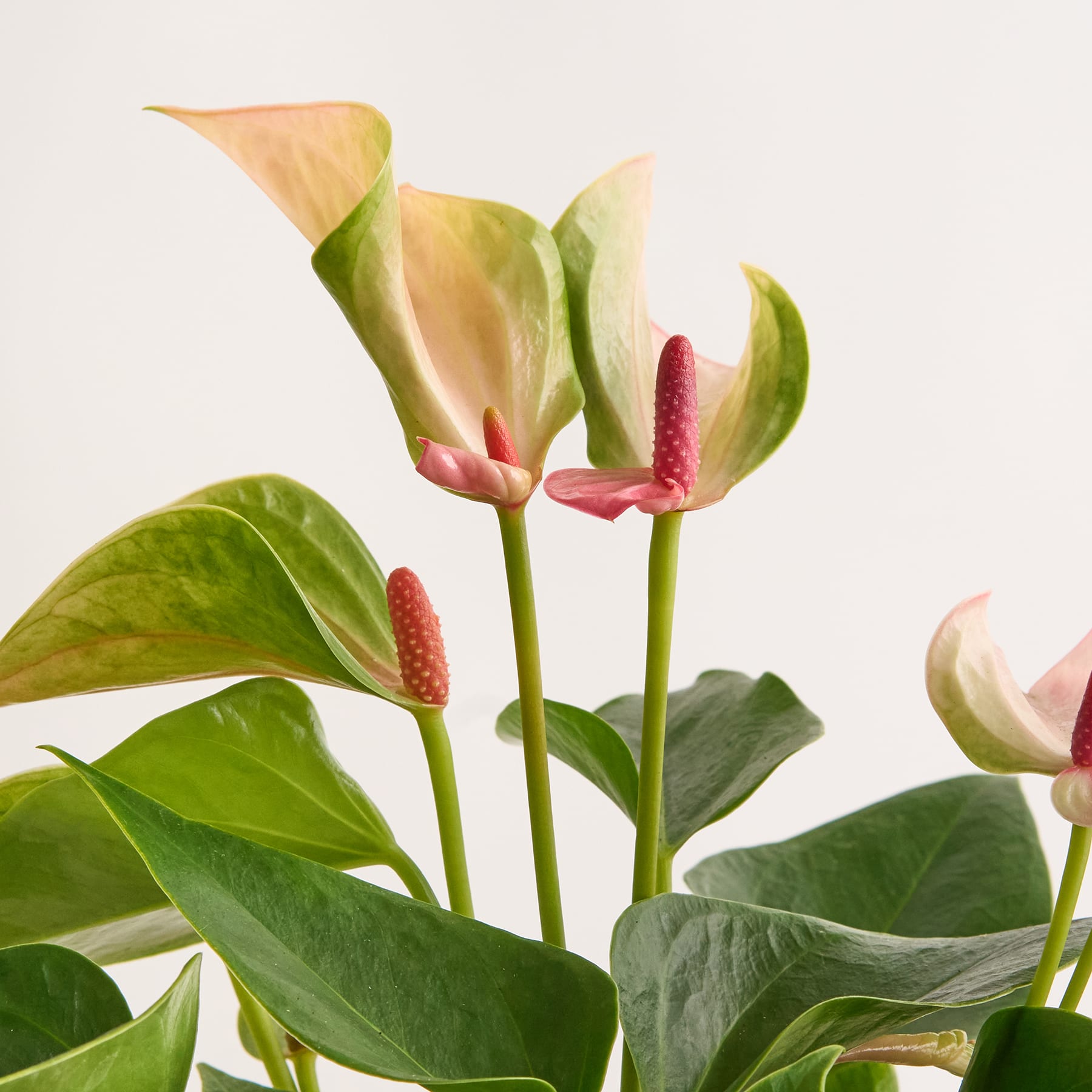 Zweifarbige Flamingoblume 'Matata' M