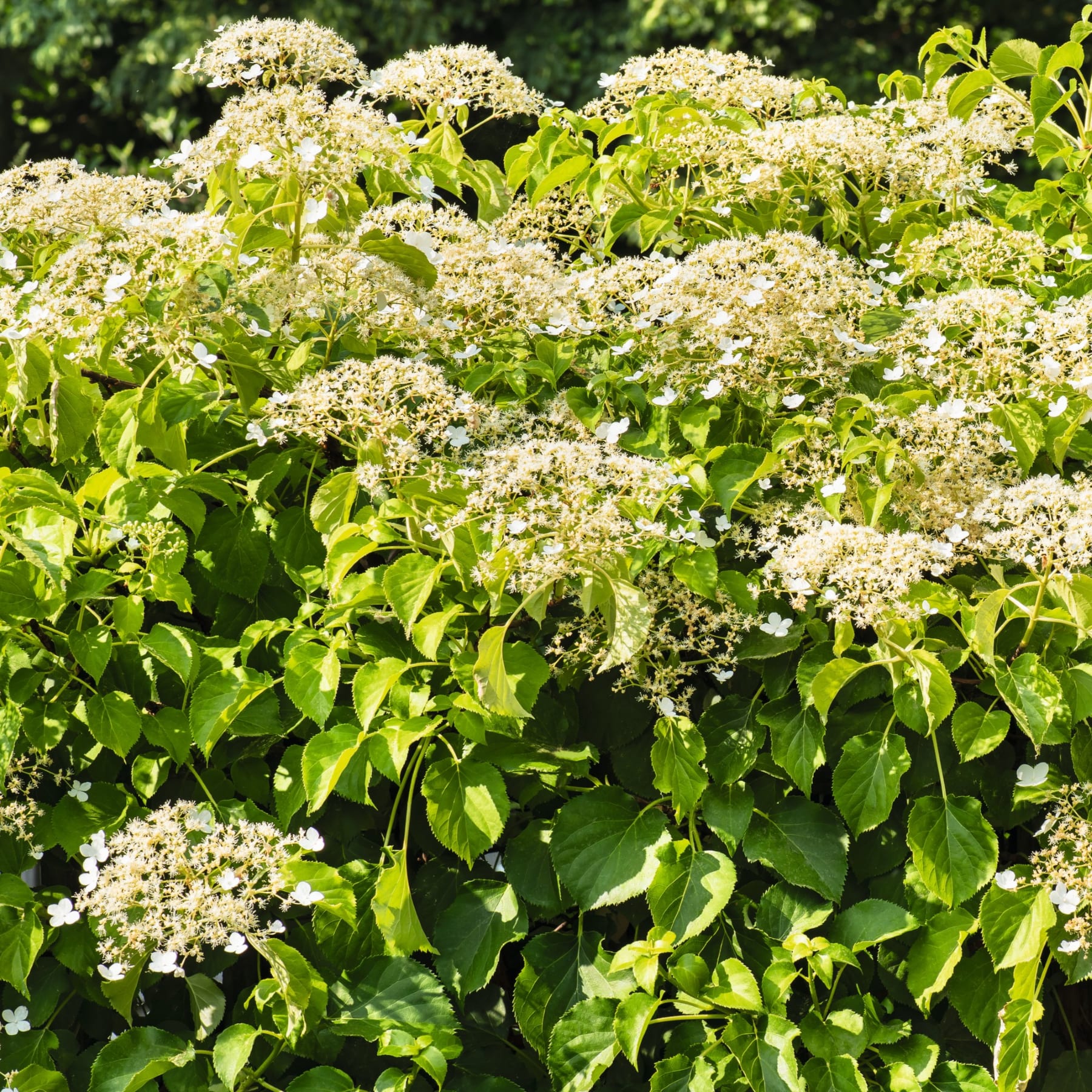 Kletterhortensie 'Anomala Petiolaris' S