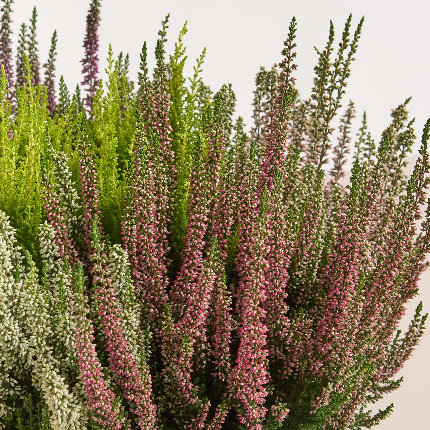 Mehrfarbige Besenheide 'Beauty Lady® High Five'