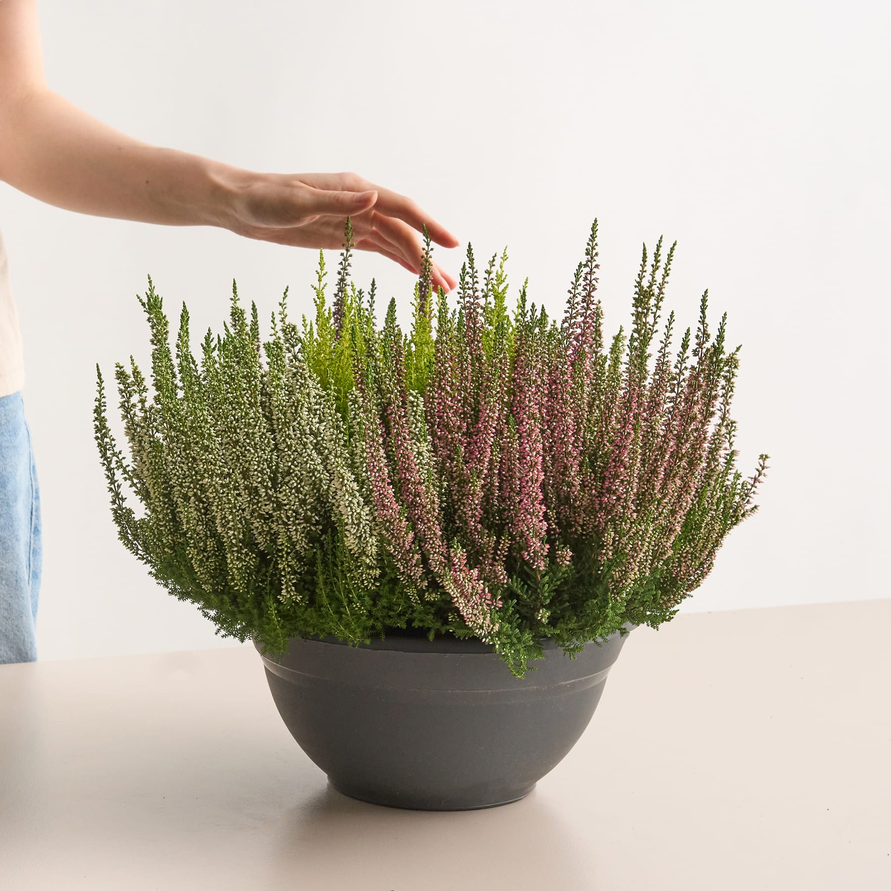 Mehrfarbige Besenheide 'Beauty Lady® High Five'