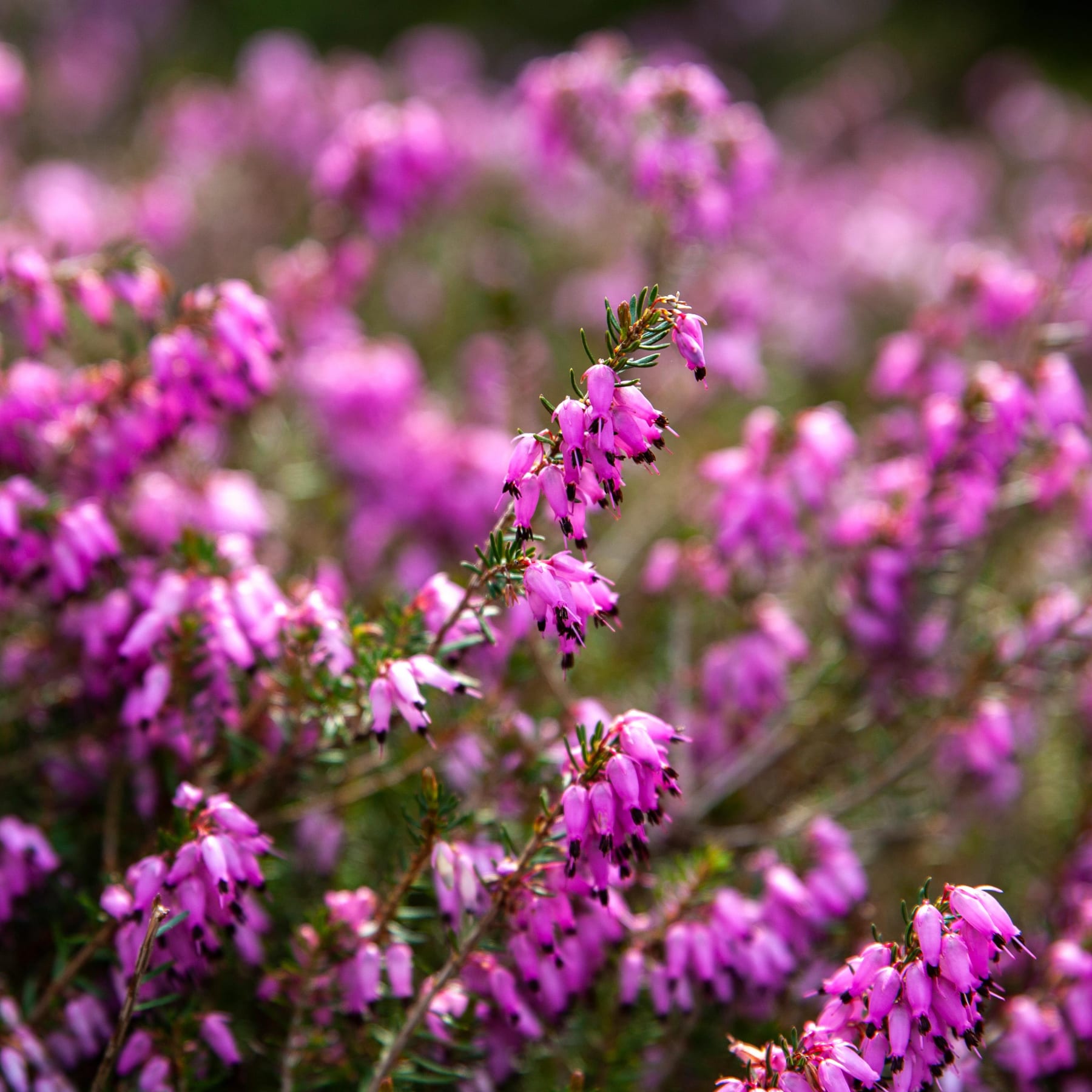 Winterheide 'Winter Ladies' Rosa M - 3 Stück