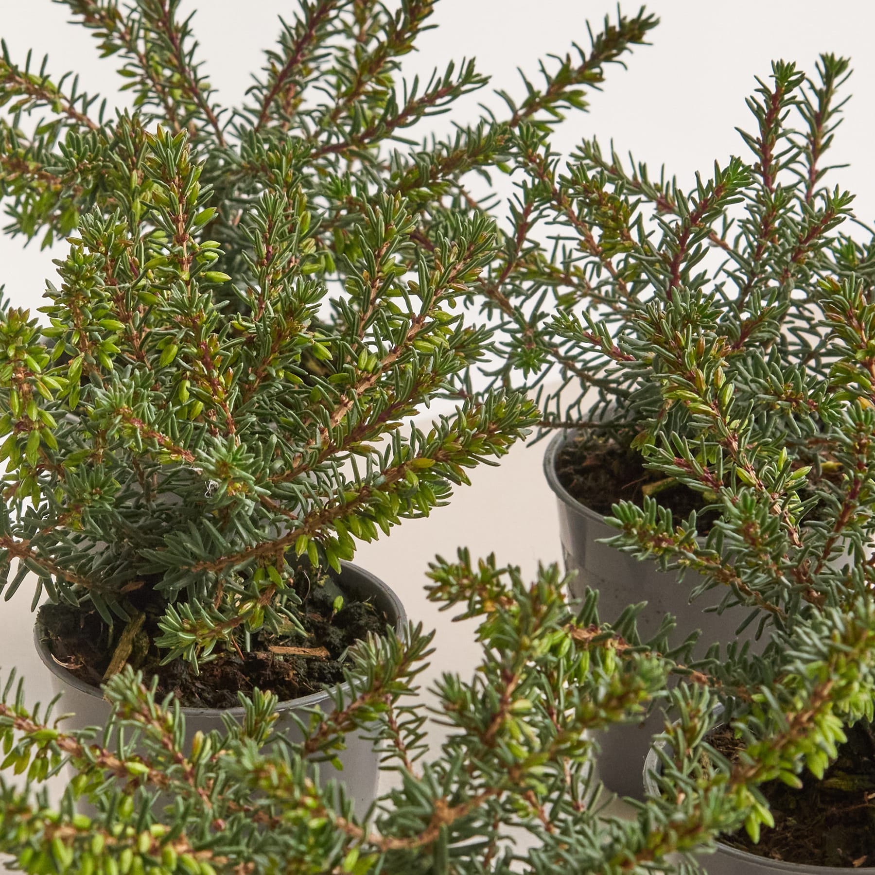 Winterheide 'Red Harmony' - 6 Stück