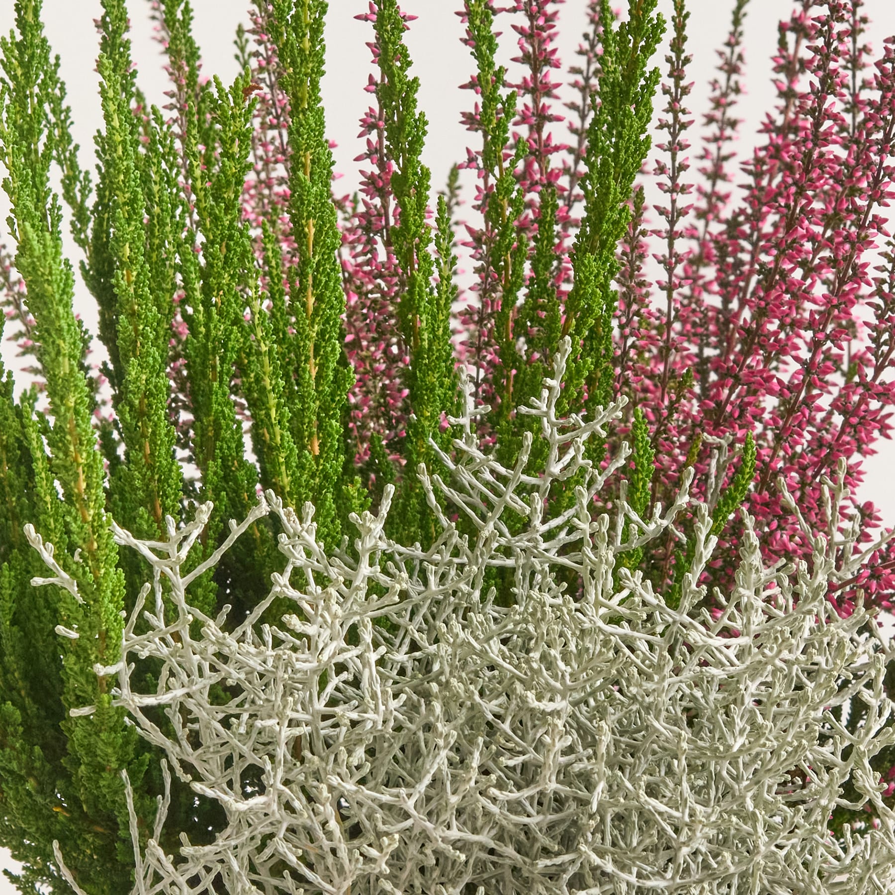 Herbst Mix - Knospenheide, Stacheldraht