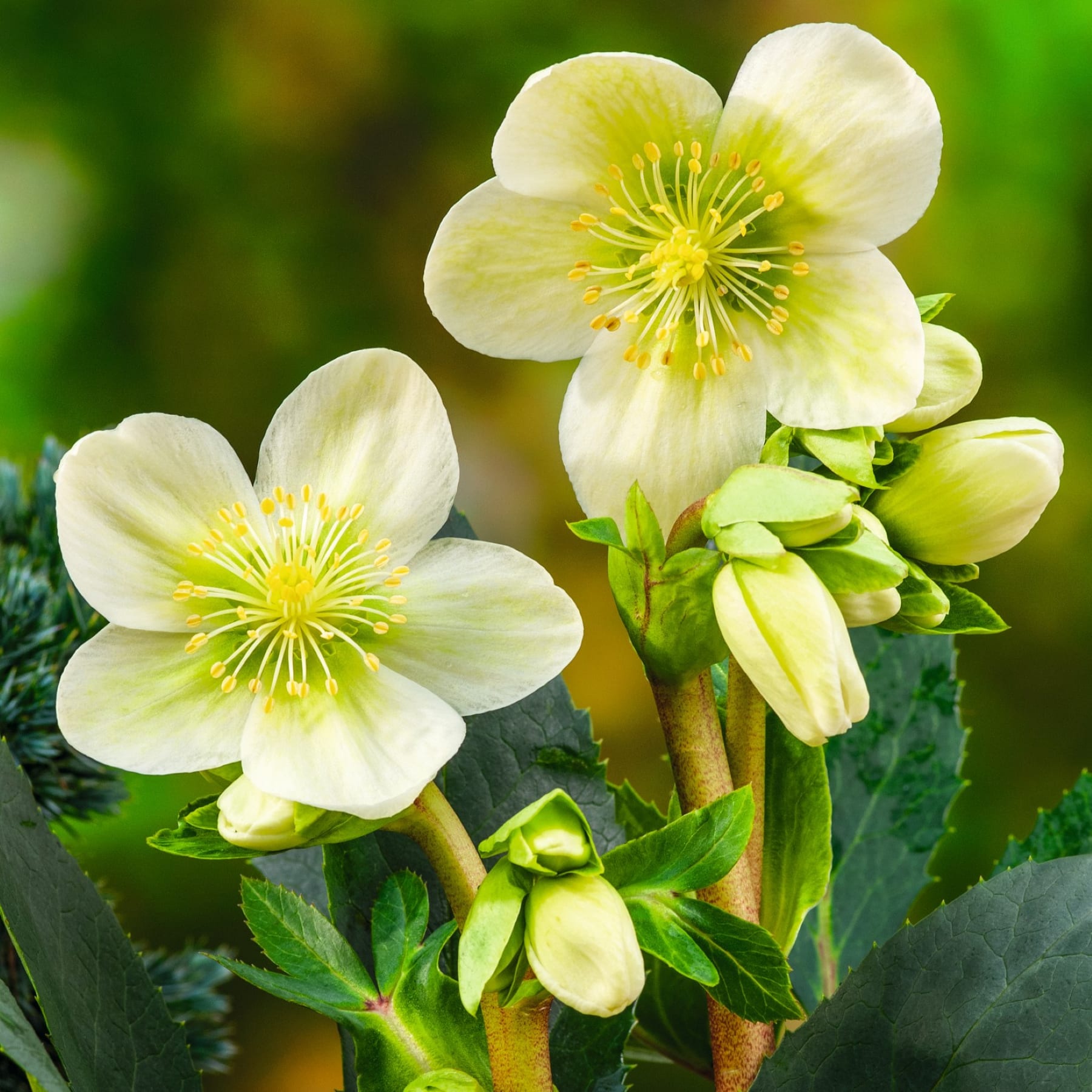 Christrose 'Natural Diva' im Tontopf