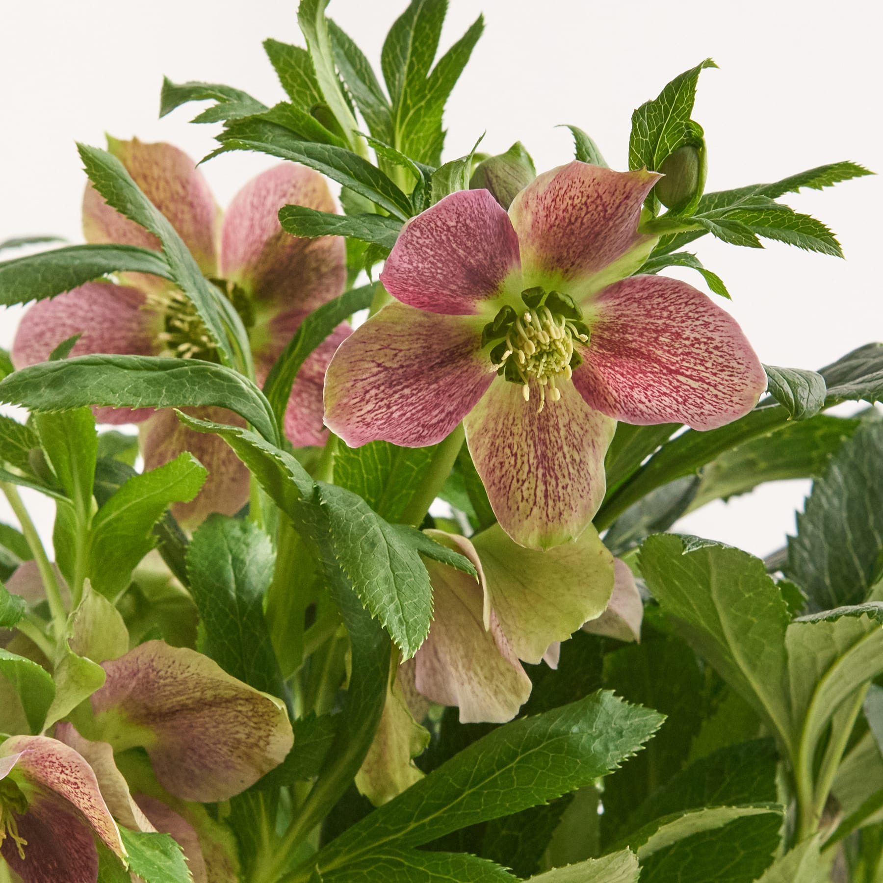 Lenzrose VIV® 'Victoria' S