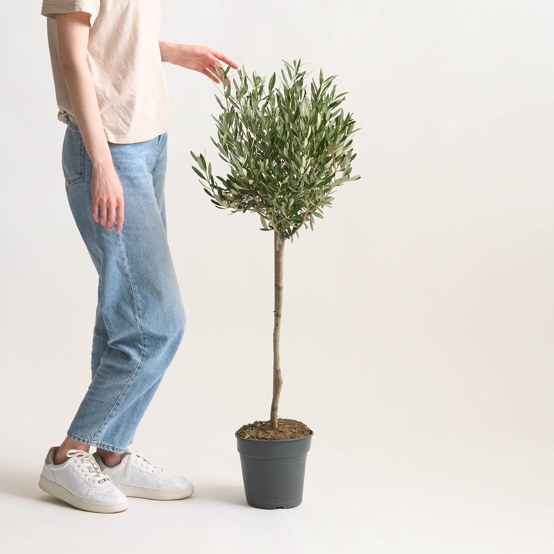 Olivenbaum 'Europaea' - Stämmchen S