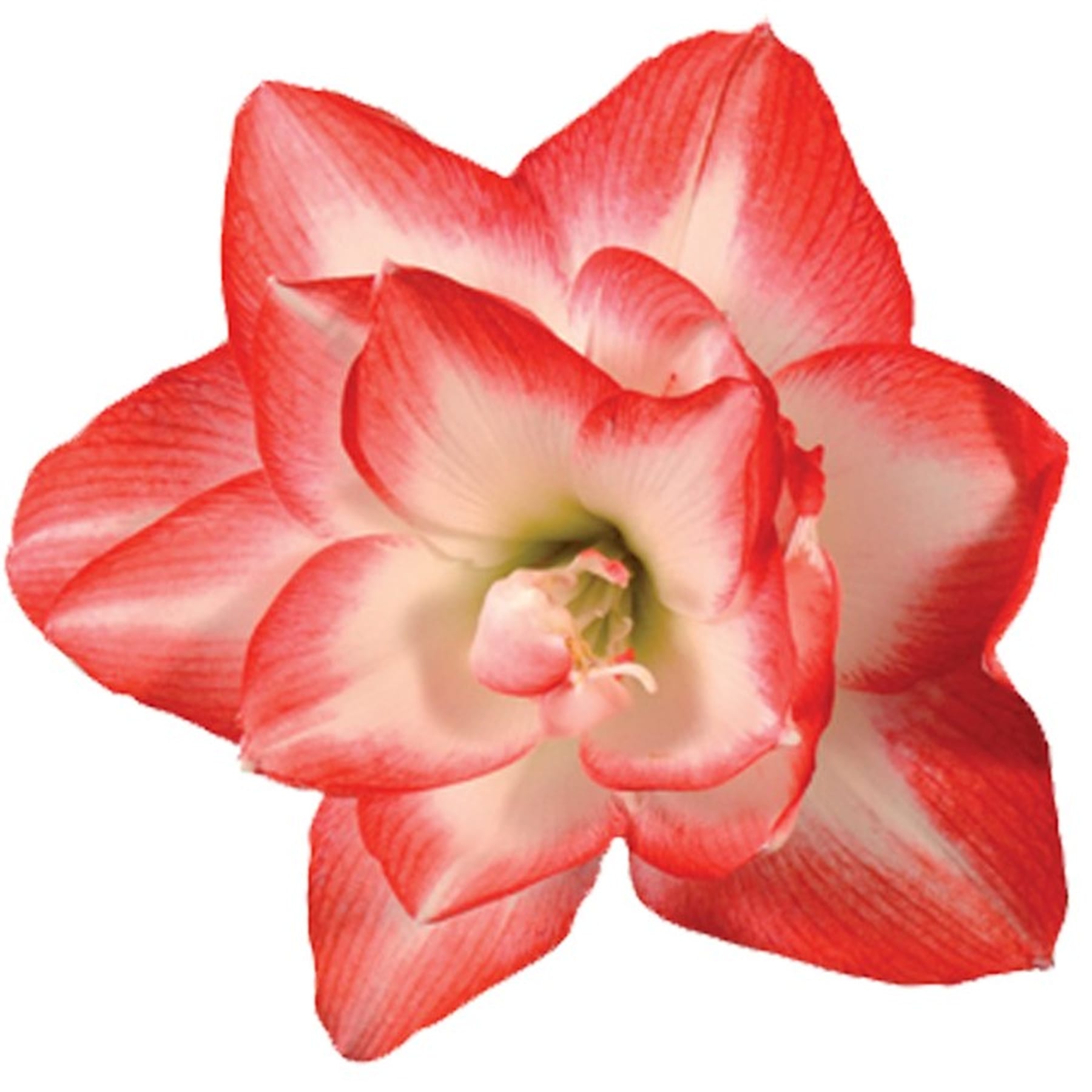 Amaryllis 'Blossom Peacock'