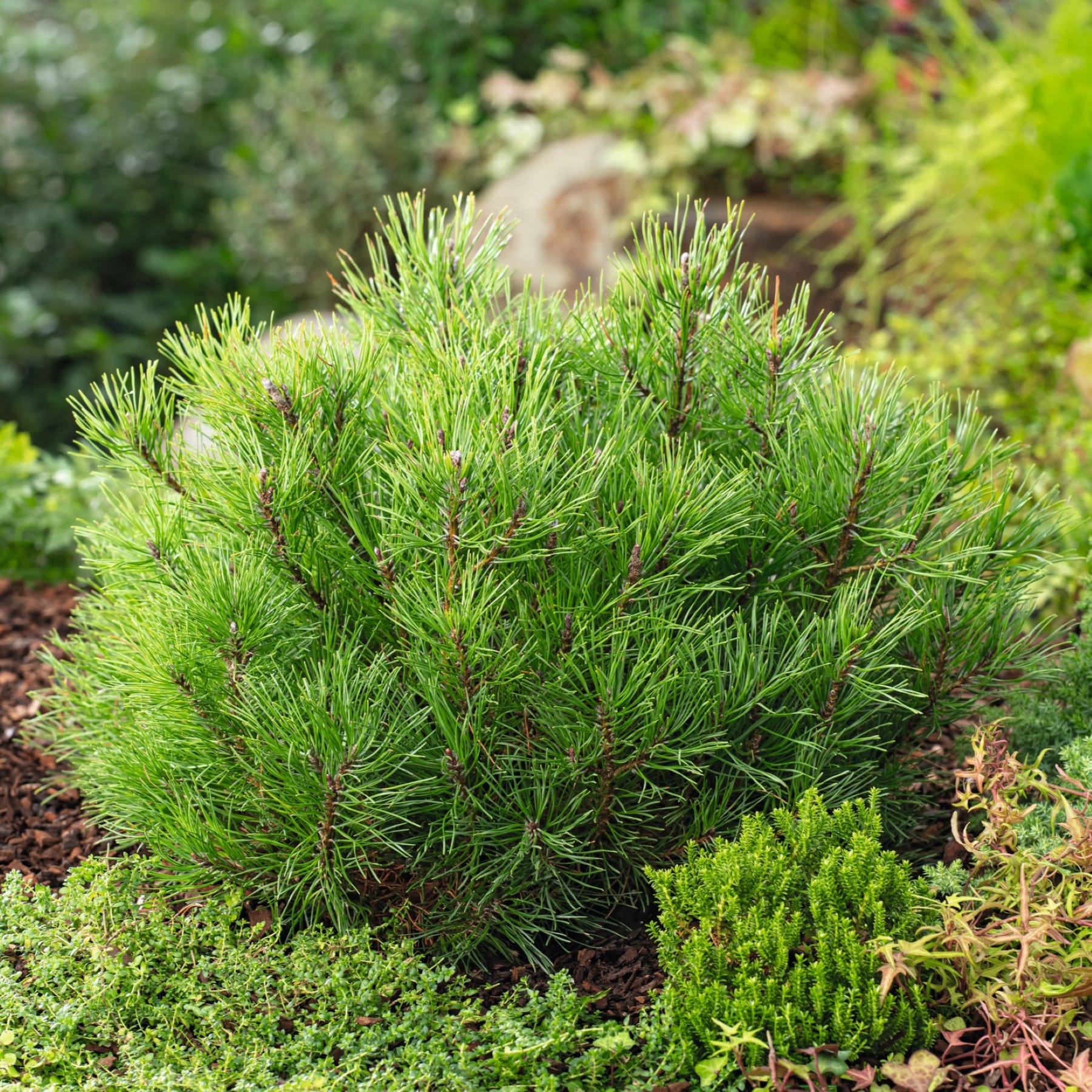 Die Hand einer Person berührt sanft das üppige, grüne Laub einer Topfpflanze, die auf einer weißen Oberfläche steht.