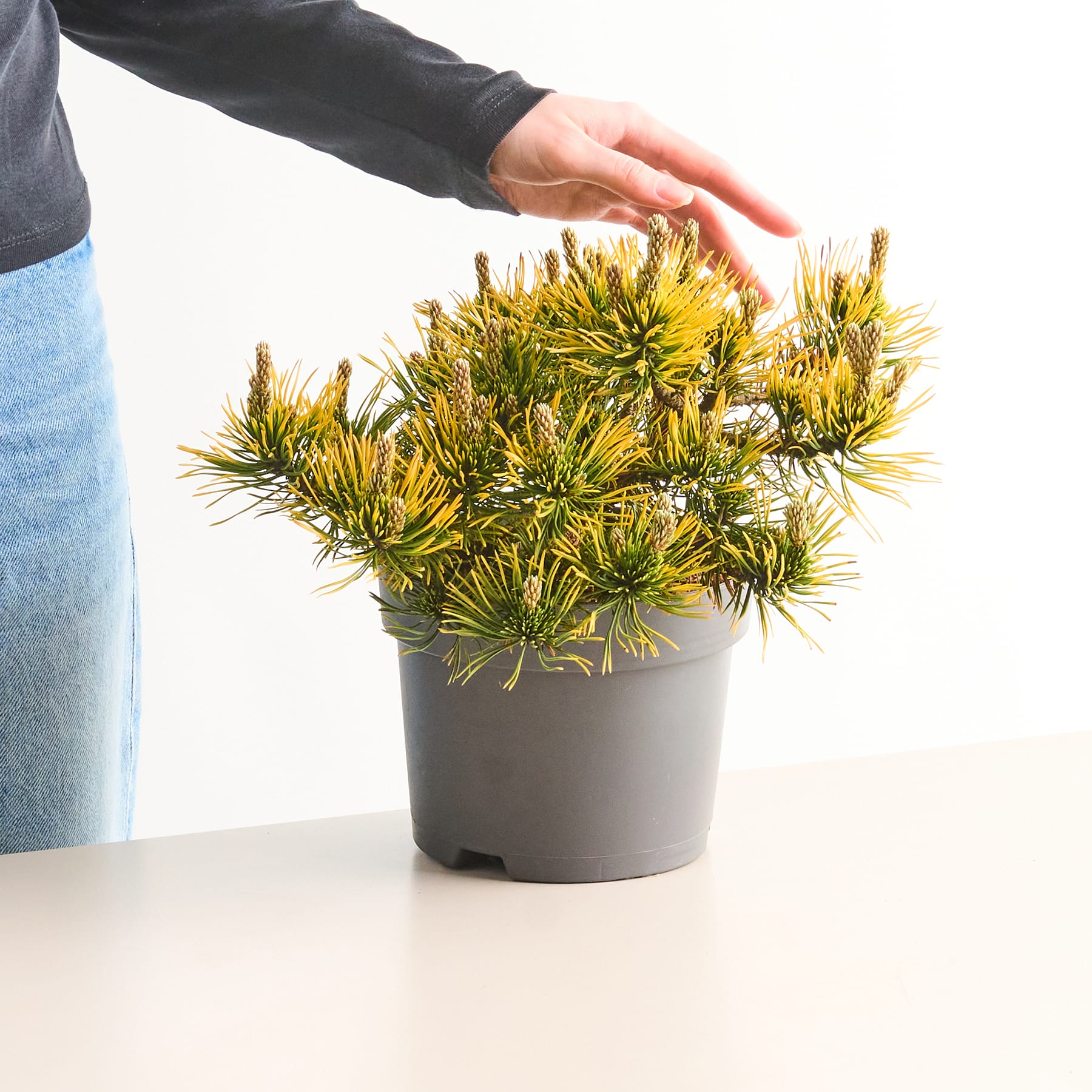 Eine üppige, immergrüne Kiefer mit dichtem, leuchtendem Laub steht prominent in einem gepflegten Garten, umgeben von anderen grünen Pflanzen und Sträuchern.