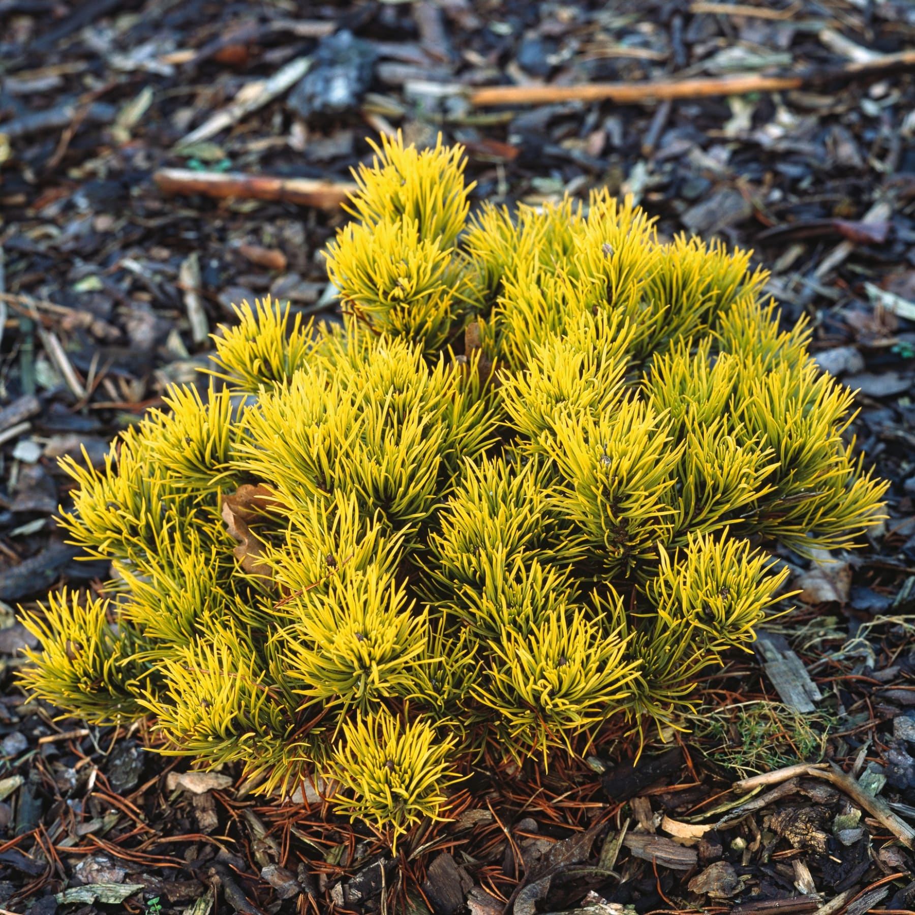 Eine Topfpflanze mit leuchtend gelbgrünen Blüten wird von einer Person in der Hand vor einem schlichten weißen Hintergrund gehalten.