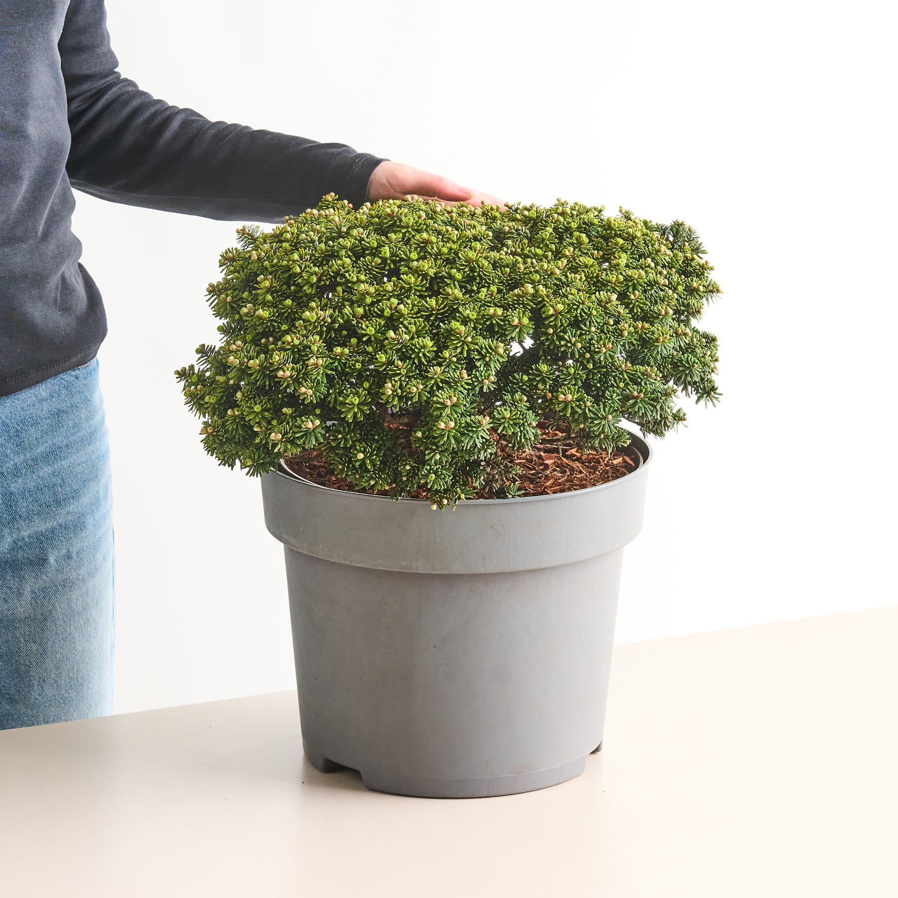 Ein üppiger, grüner Teppich aus leuchtend grünen Farnen bedeckt den Vordergrund und bildet ein dichtes, strukturiertes Laubwerk. Der Hintergrund ist verdeckt, sodass der Fokus auf der faszinierenden Darstellung der blühenden, kunstvollen Farnwedel liegt.