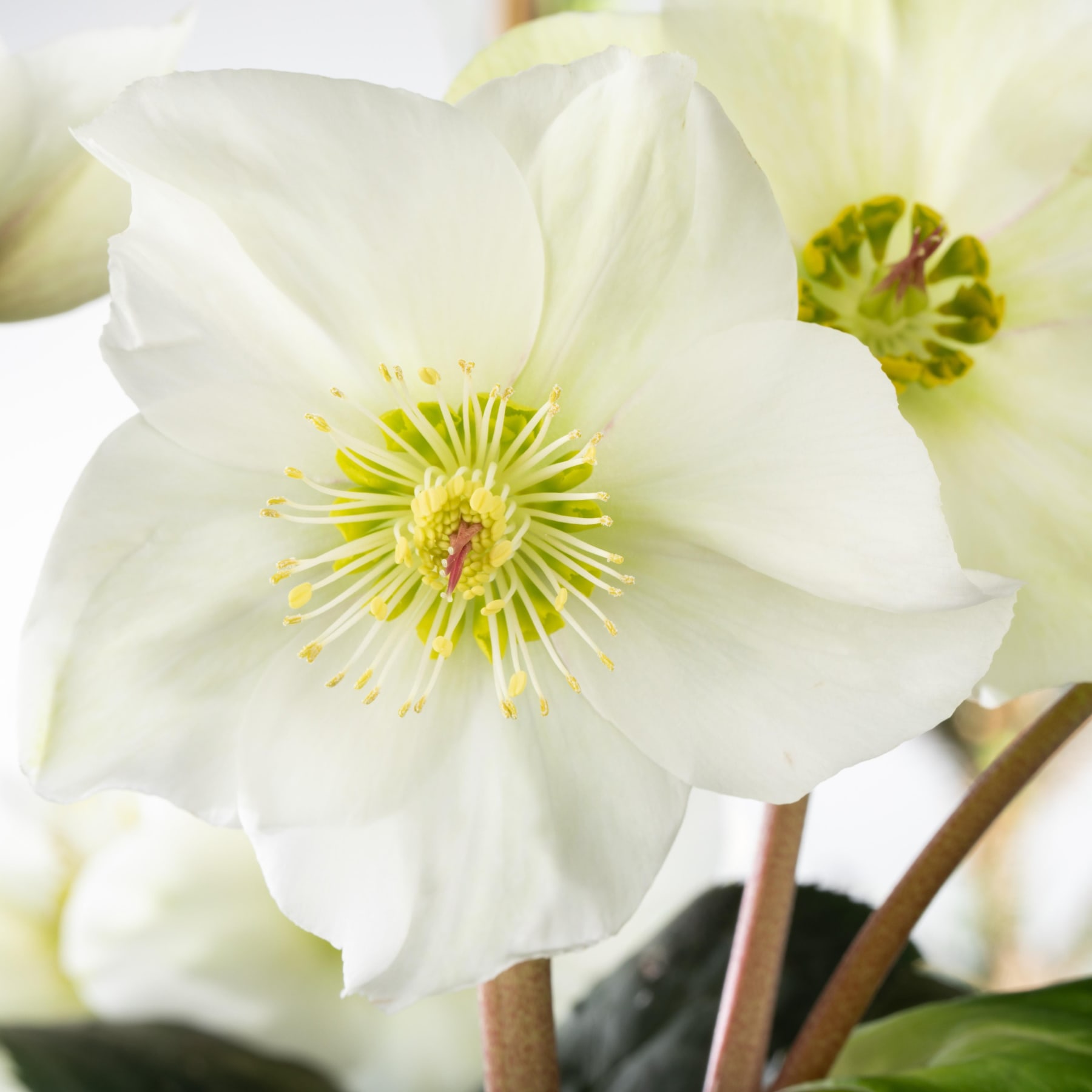 Christrose 'Christmas Carol'