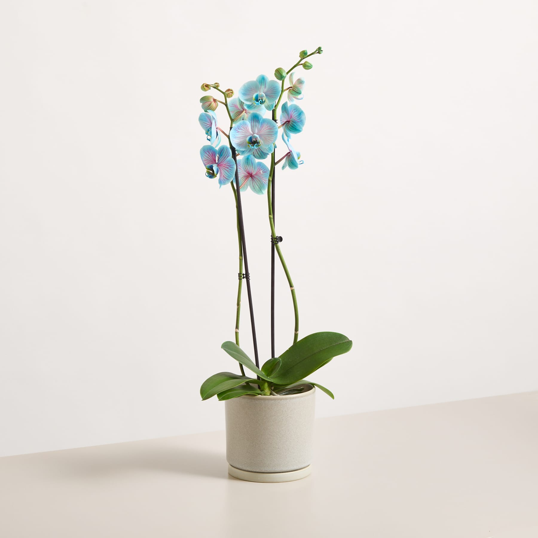 Das Bild zeigt die Hand einer Person, die sanft die zarten blauen und rosa Orchideenblüten einer Topfpflanze berührt, die vor einem schlichten weißen Hintergrund auf einem Tisch steht.