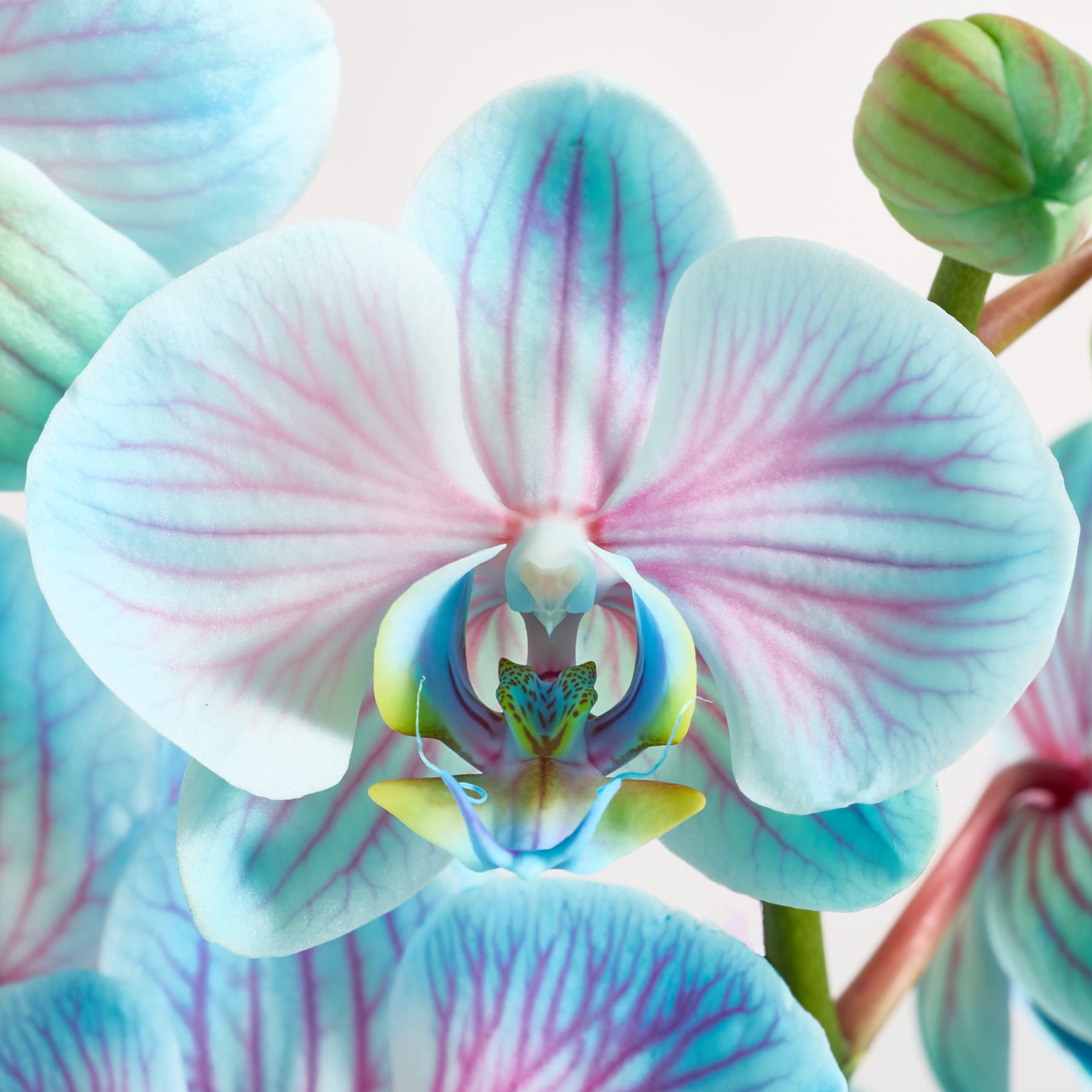 Leuchtend blaue und rosa Orchideenblüten mit zarten Blütenblättern und Zentren blühen vor einem schlichten weißen Hintergrund.