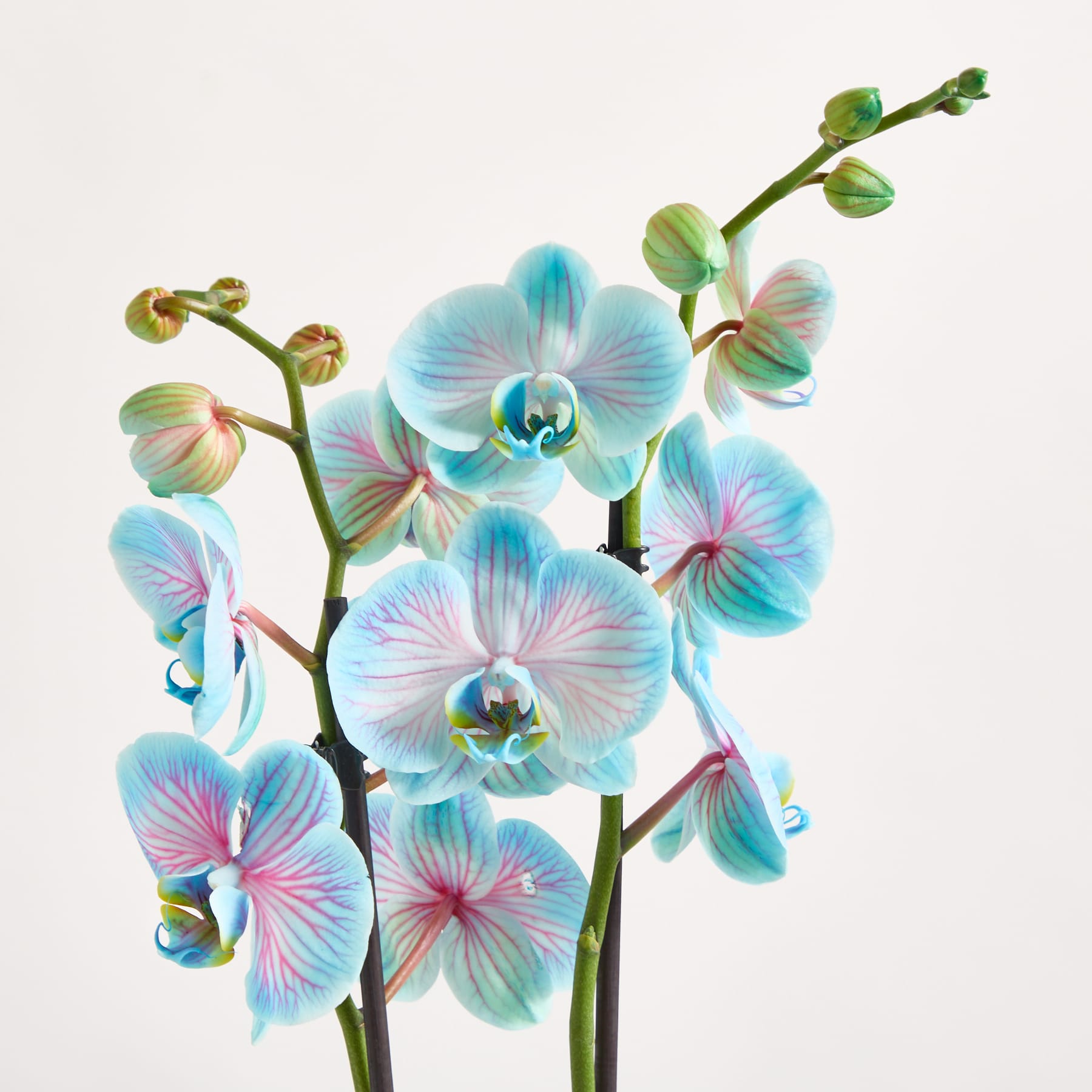 Eine Orchideenpflanze im Topf mit zarten blauen und weißen Blüten steht auf einer hellen Oberfläche vor einem schlichten weißen Hintergrund.