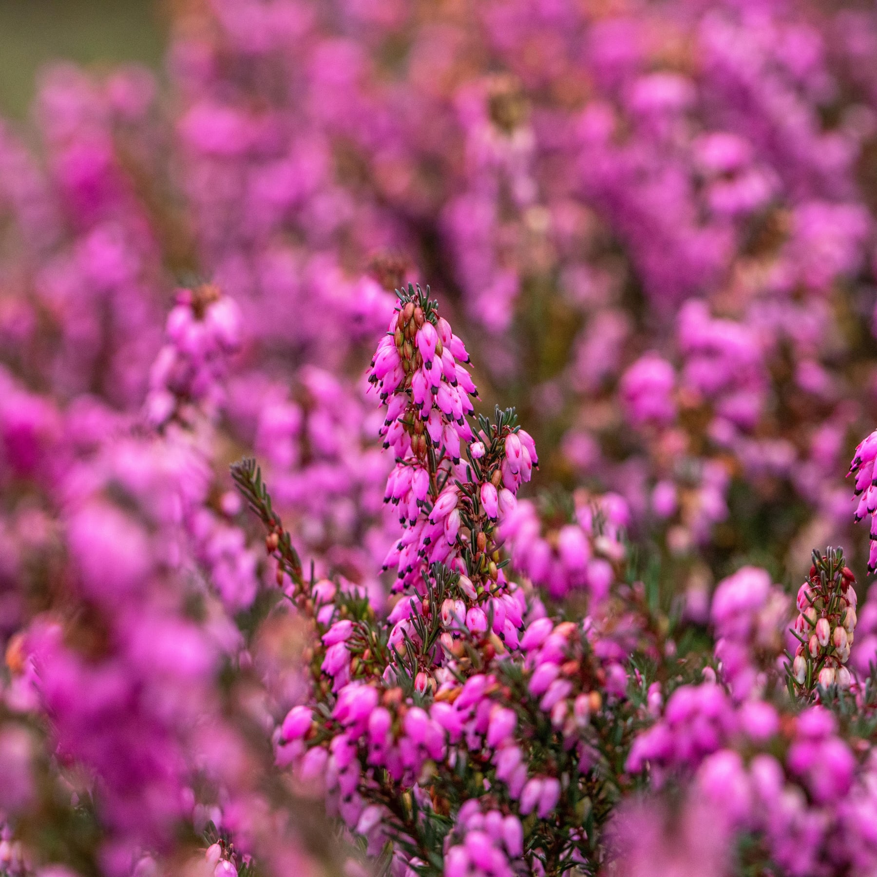 Winterheide 'Red Harmony' - 6 Stück