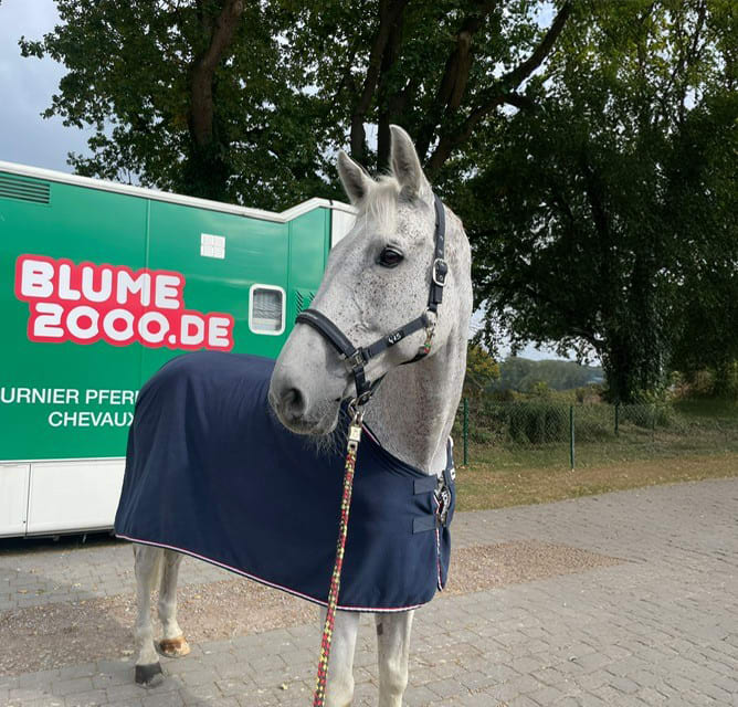 Im Vordergrund steht ein weißes Pferd, das mit einer marineblauen Decke bedeckt ist. Im Hintergrund ist ein großer grüner Anhänger mit der Aufschrift „Blume 2000.de“ zu sehen, umgeben von Bäumen.
