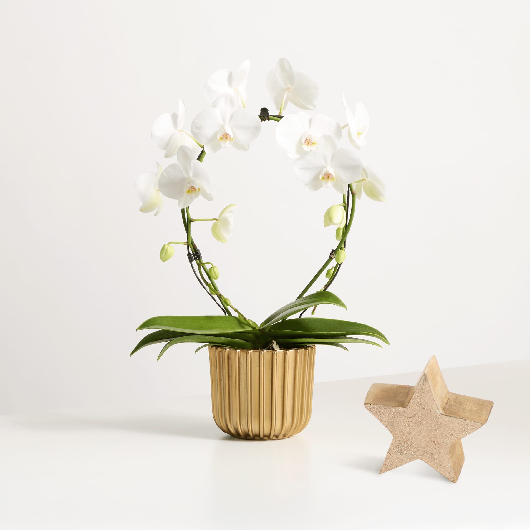 Snow White mit Deko Stern