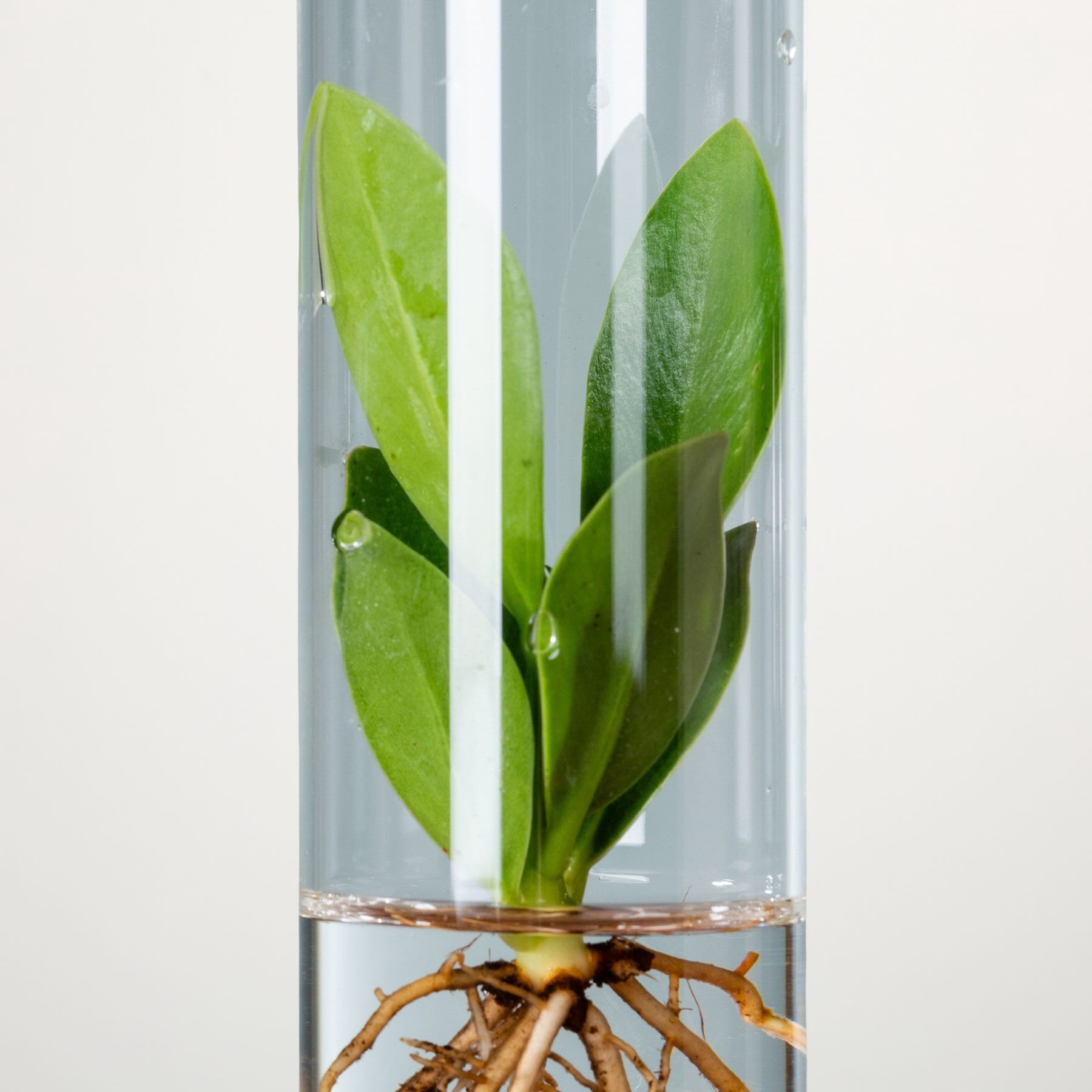 Waterplant 'Clusia' im Tube Glas
