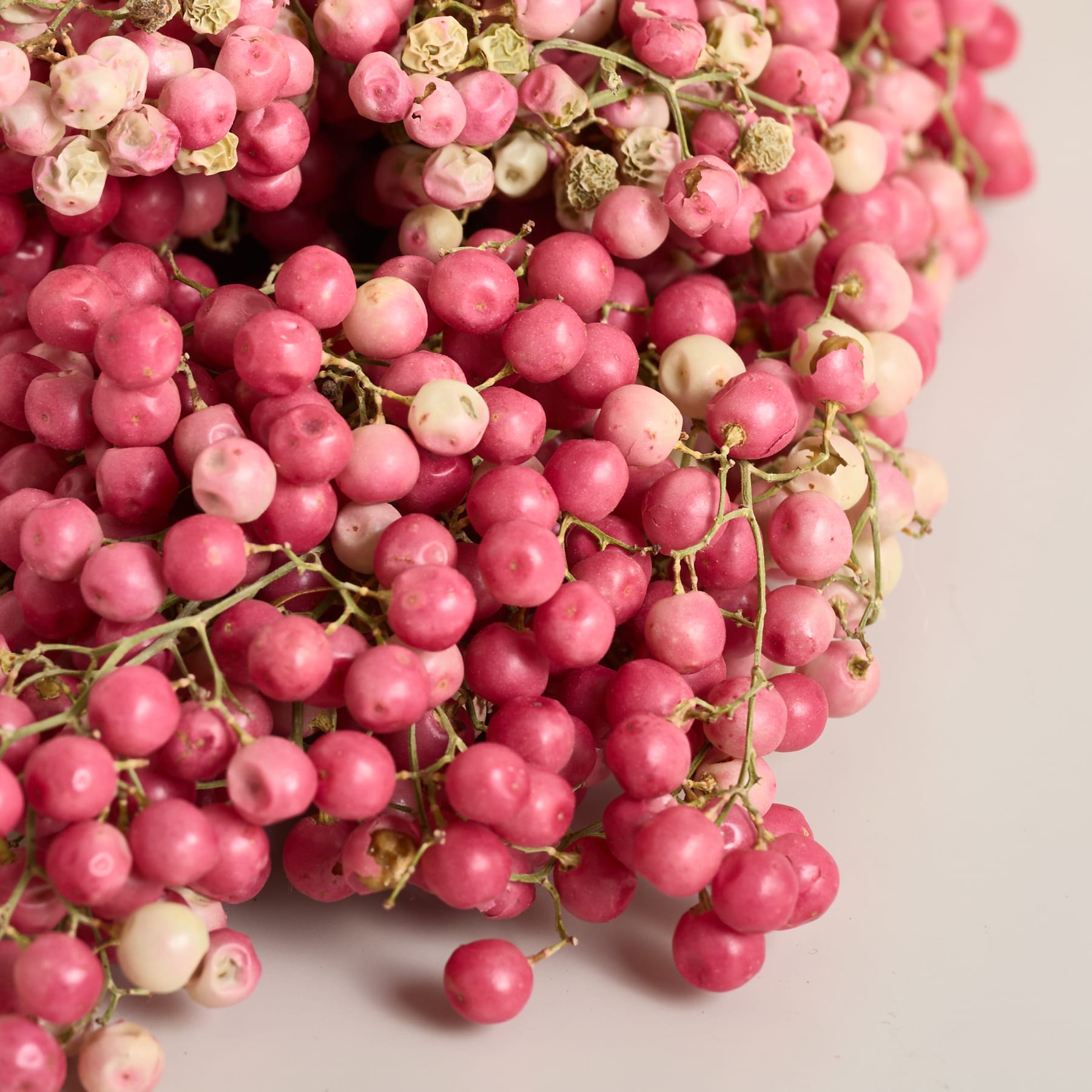 Ein Bündel leuchtender, reifer roter Beeren auf einem zarten Zweig vor einem schlichten, hellen Hintergrund.