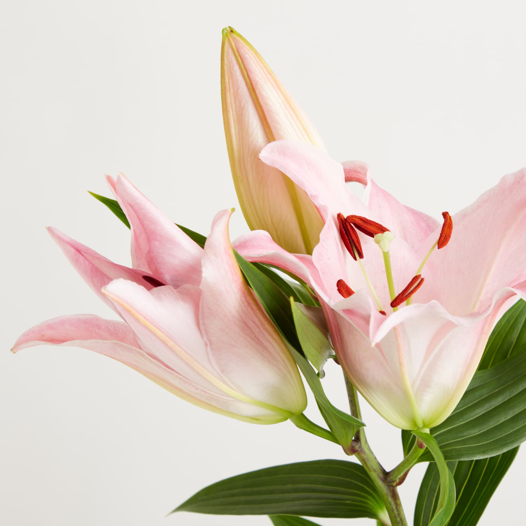 Zarte rosa und weiße Lilien mit leuchtend grünen Blättern vor einem schlichten weißen Hintergrund ergeben eine ruhige und elegante Blumenkomposition.