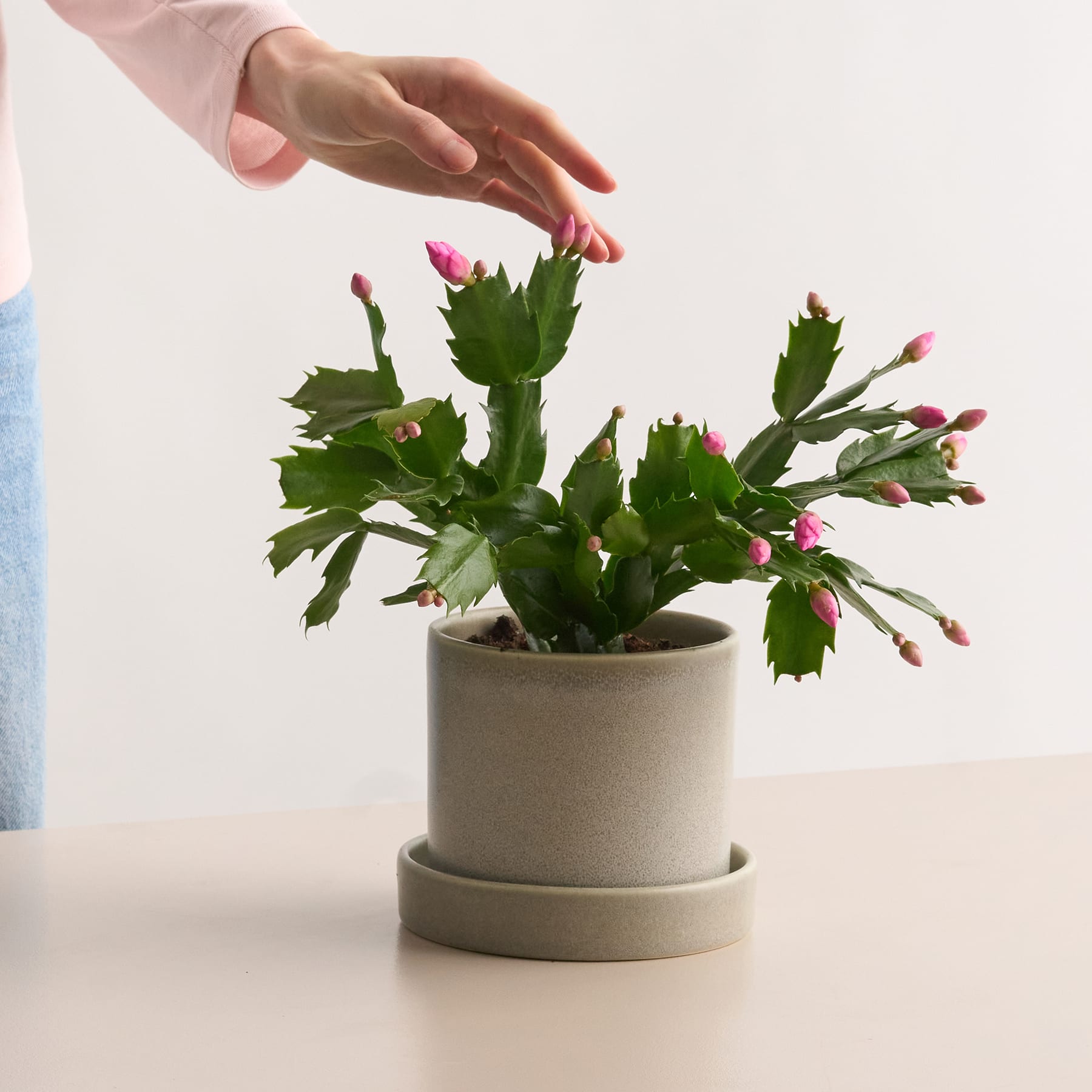 Weihnachtskaktus 'Schlumbergera' - rosa
